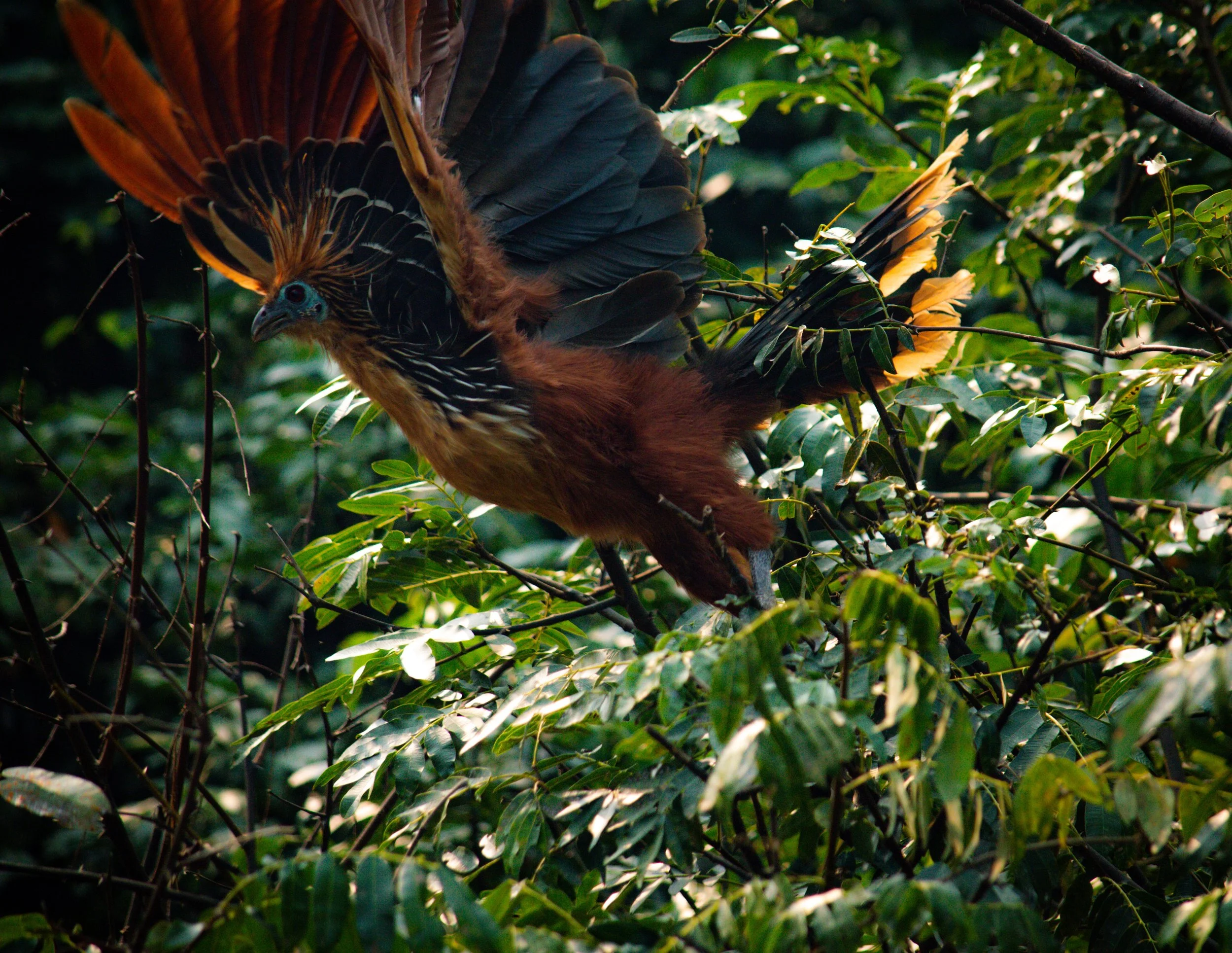 DSC_0337.jpeg