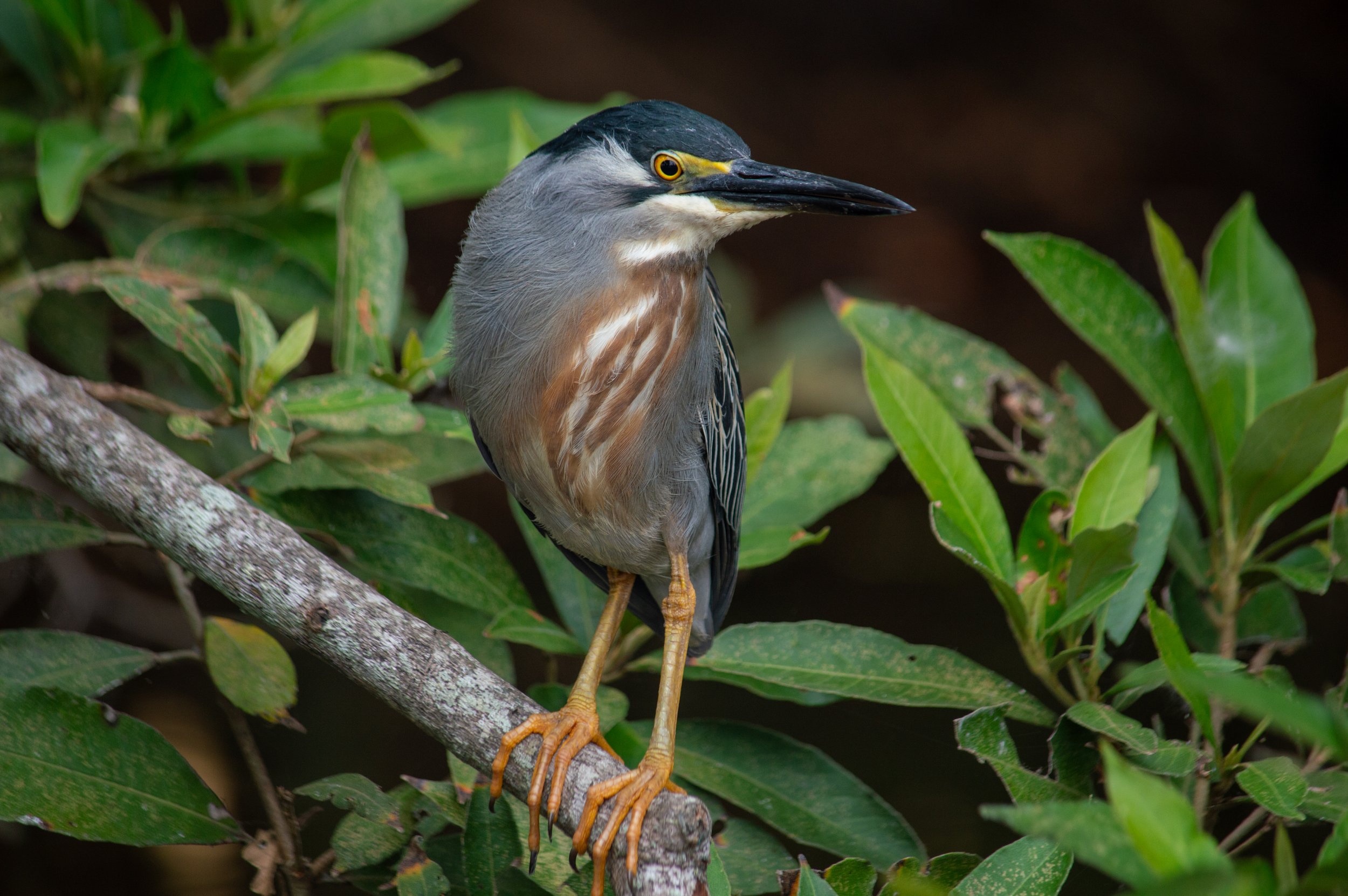DSC_0181.jpg