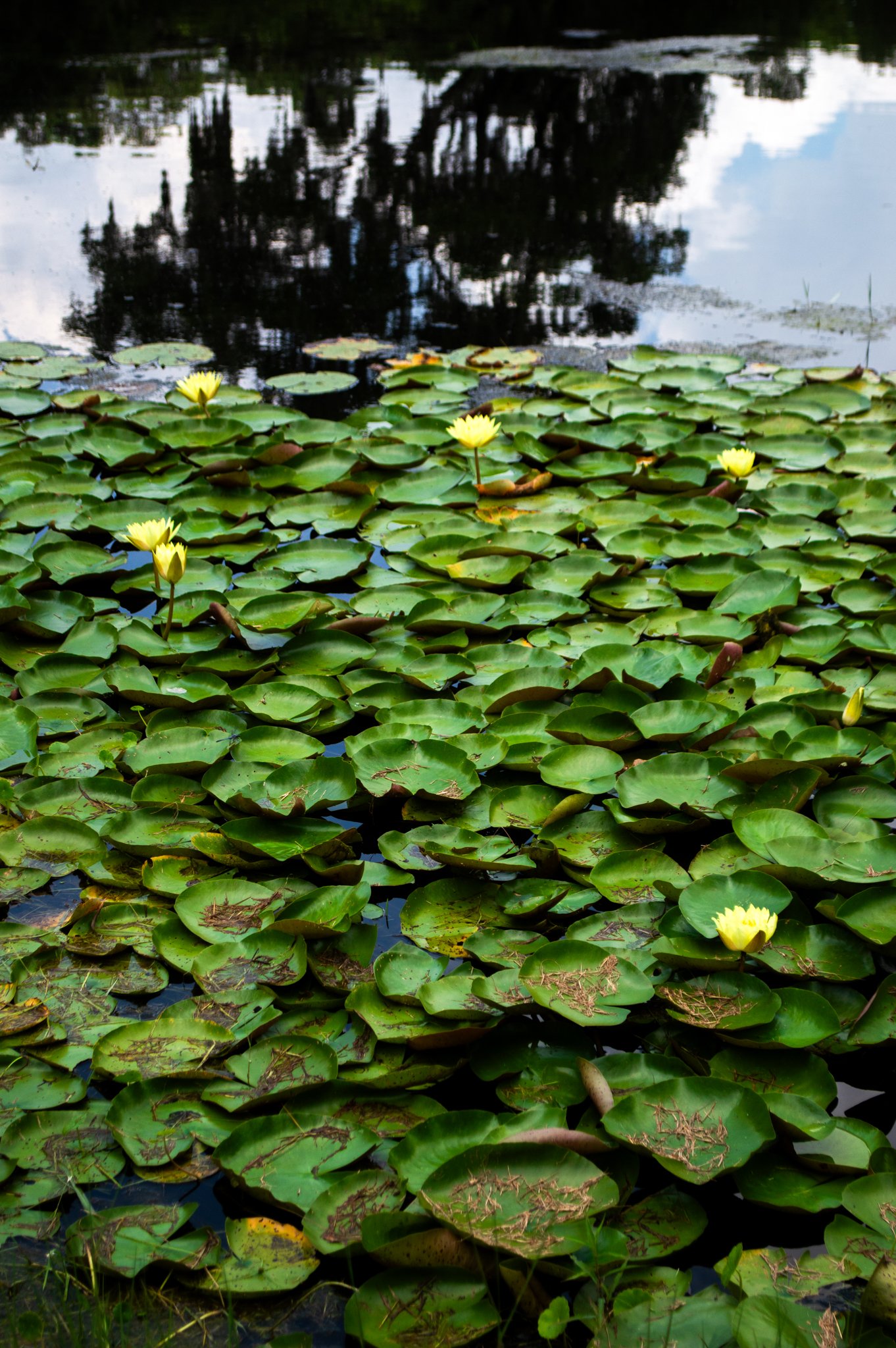 DSC_0060.jpg