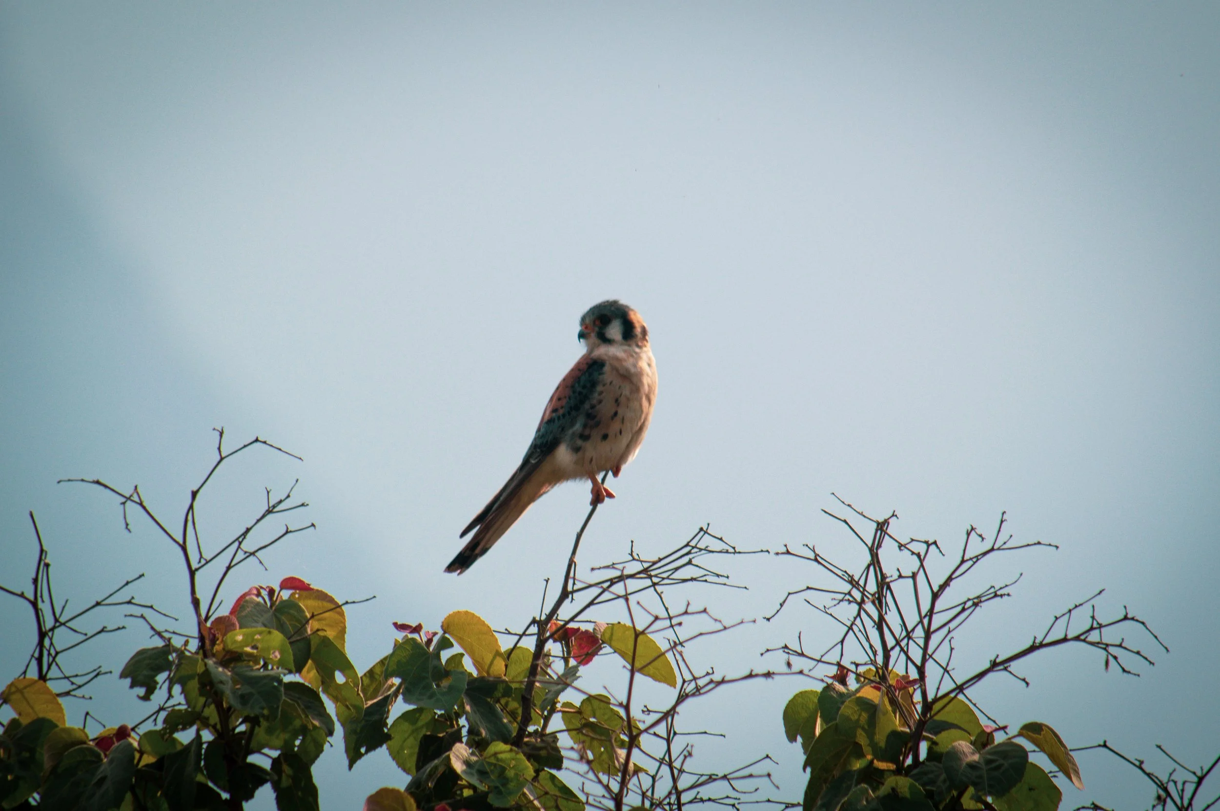 DSC_0709.jpg