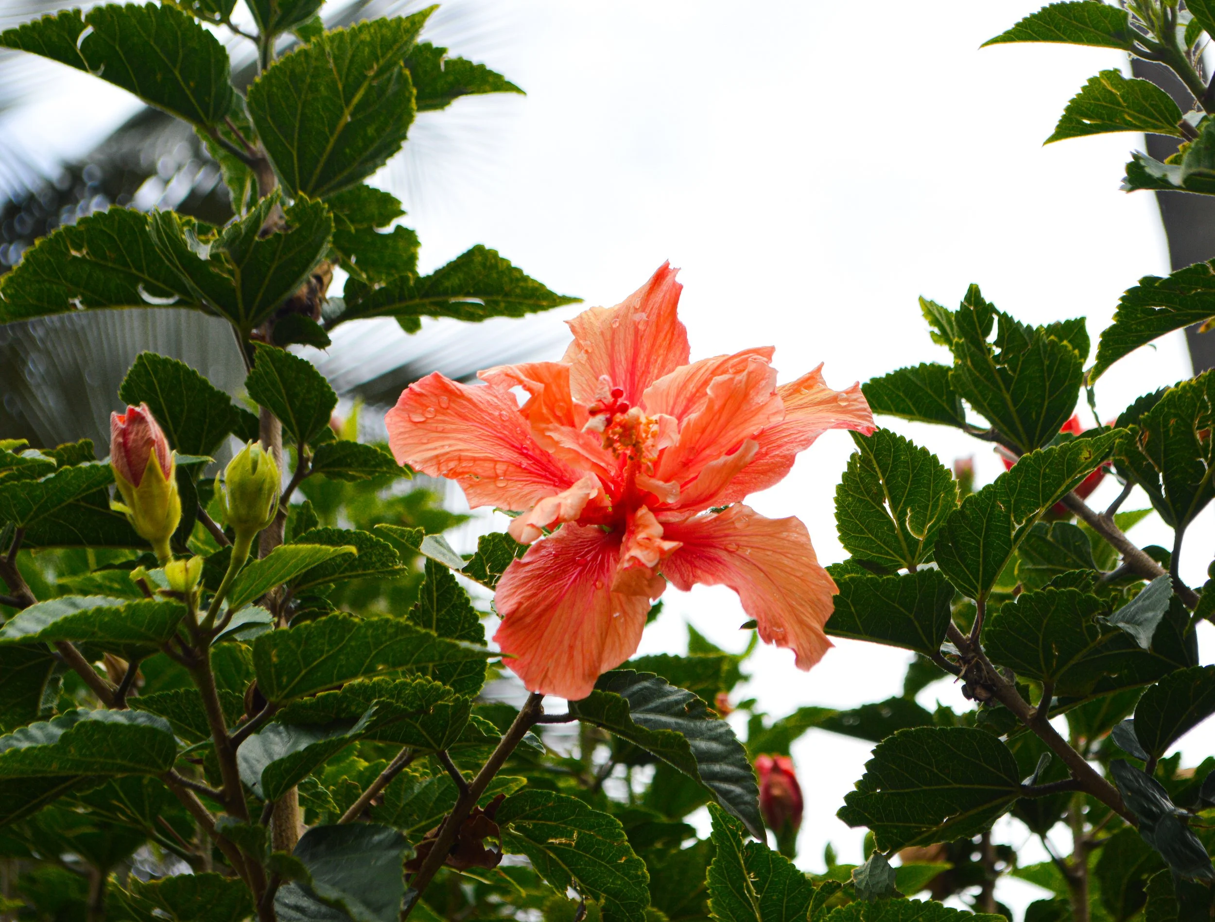 DSC_0395.jpg