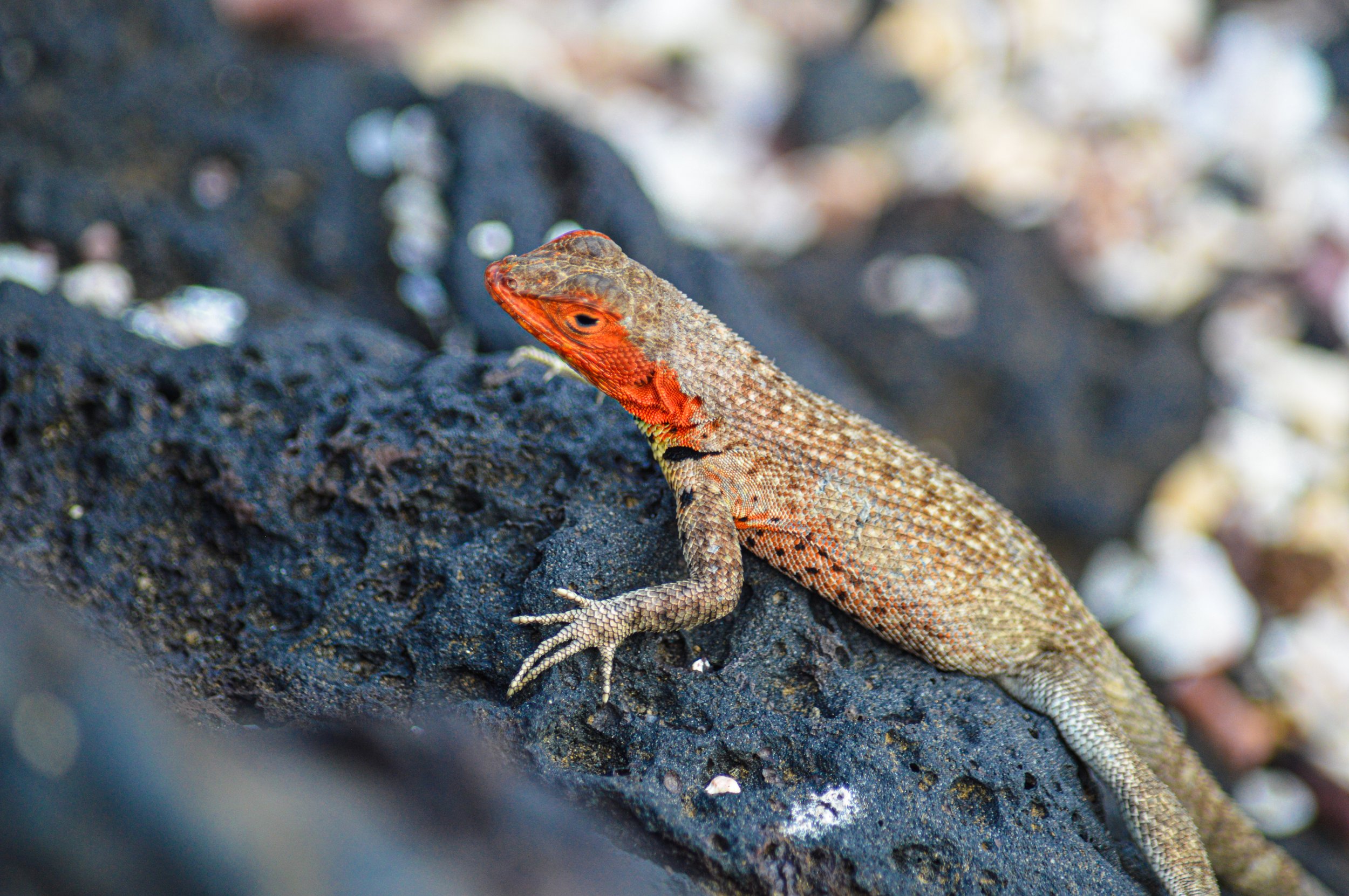 DSC_0681.jpg