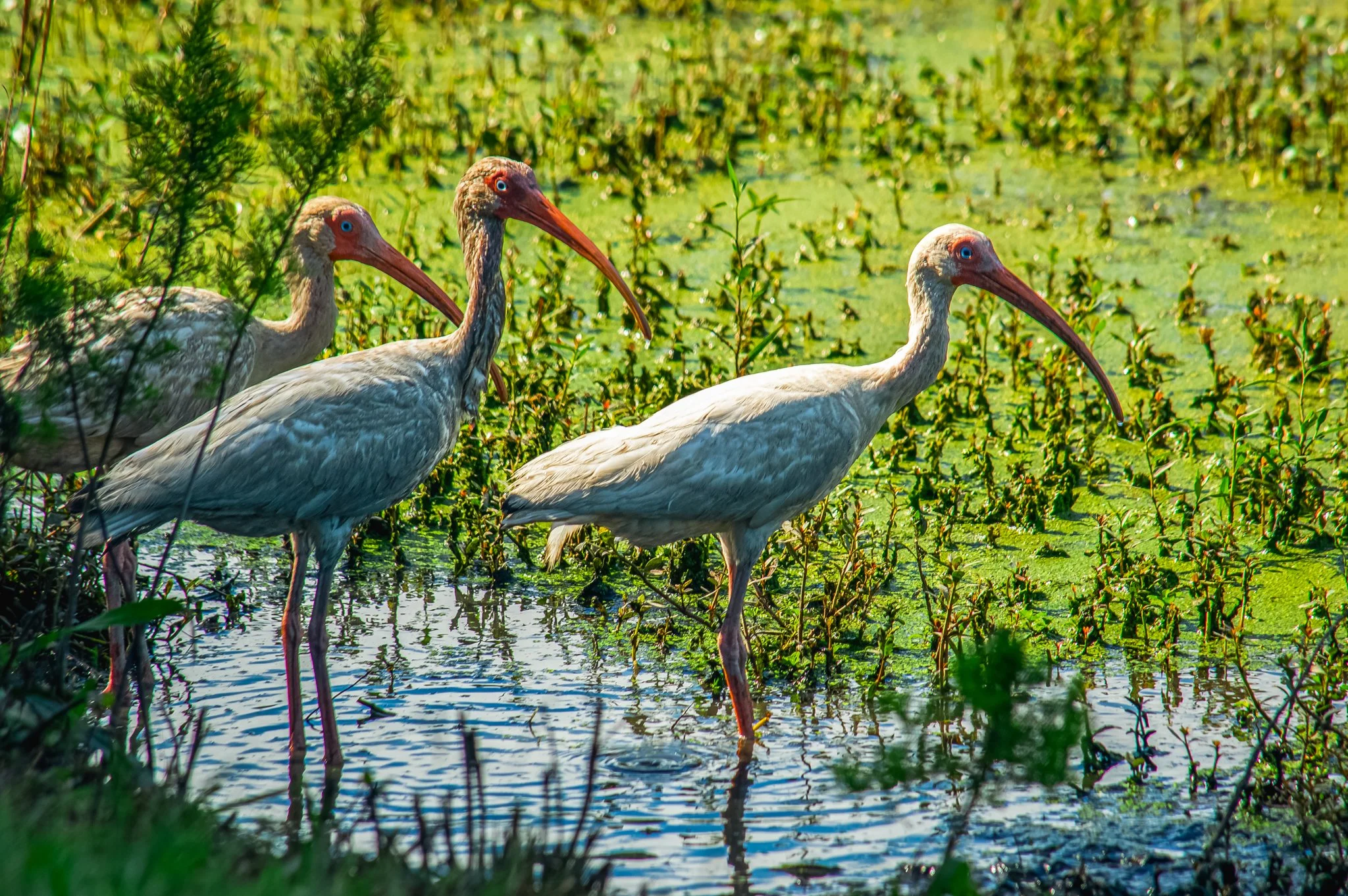 DSC_0054.jpg