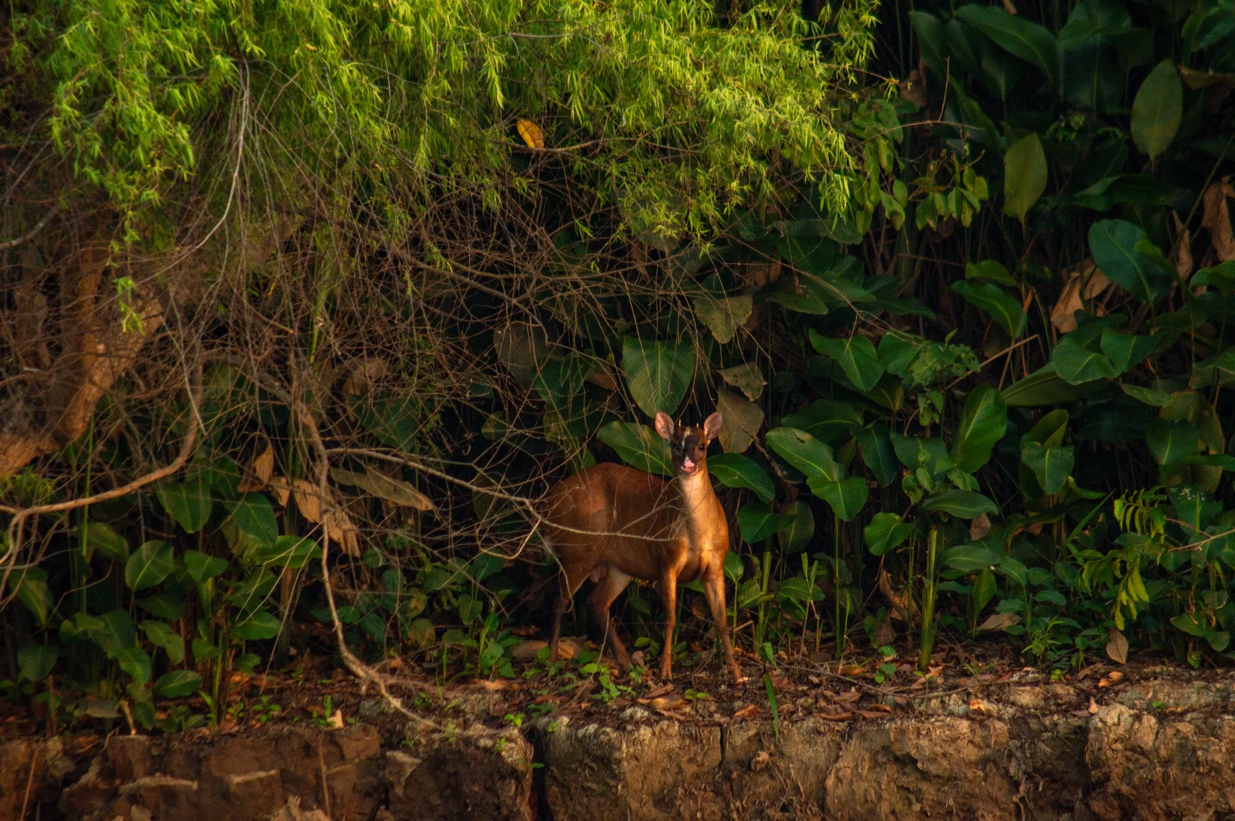 DSC_0278-2.jpg