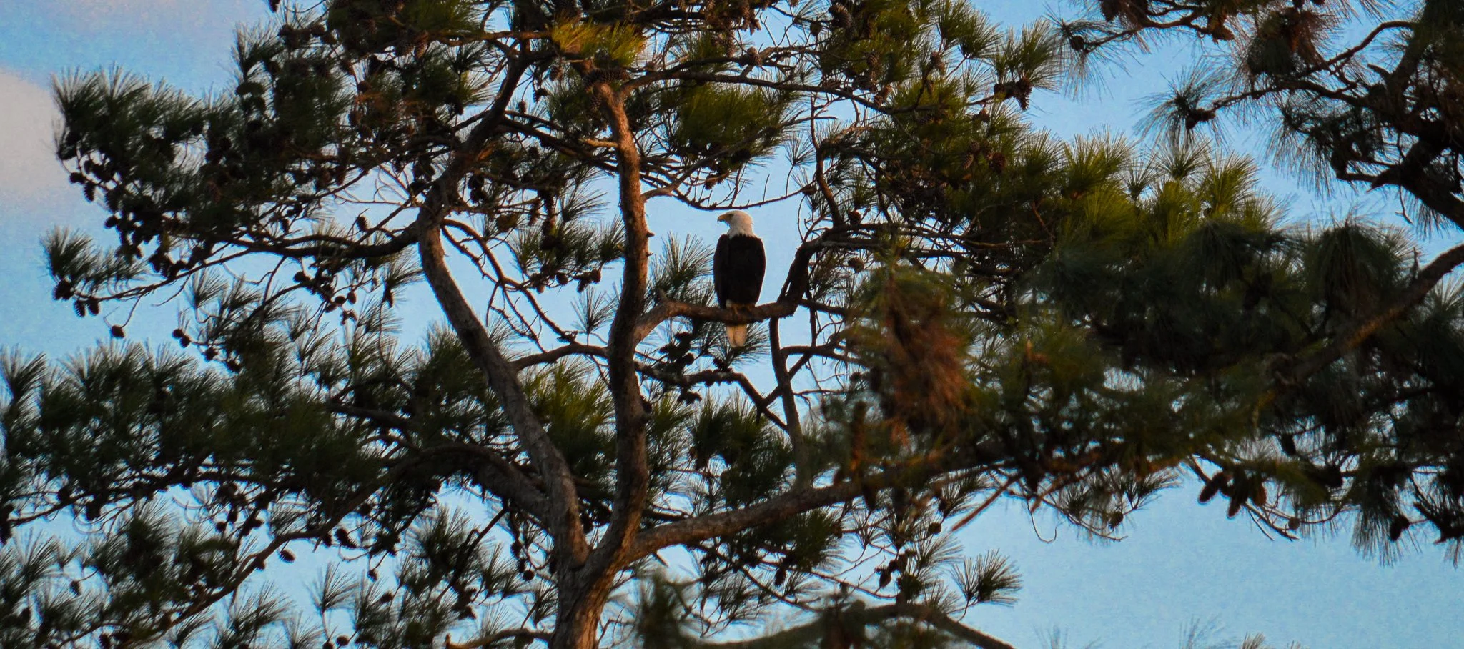 DSC_0519.jpg