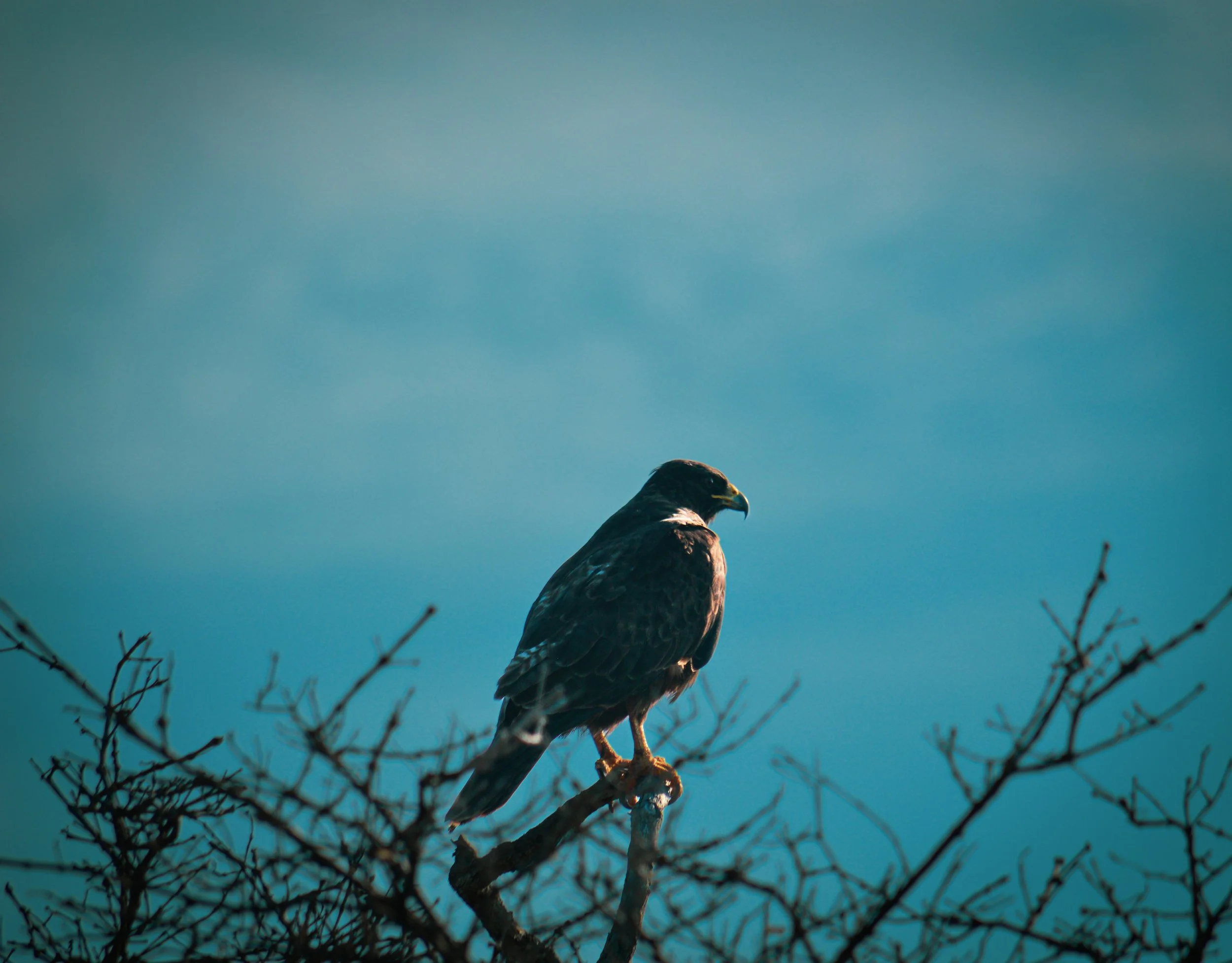 DSC_0068.jpg