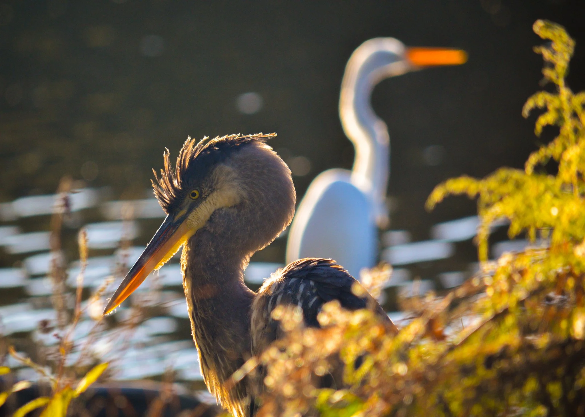 DSC_0343.jpg