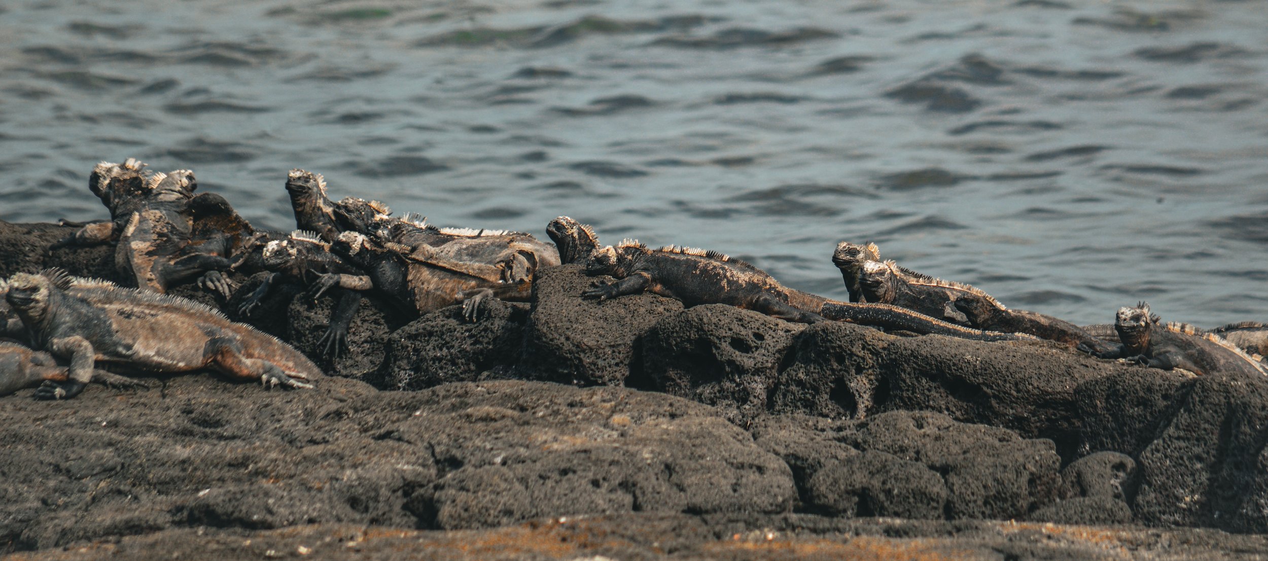 DSC_0620 2.jpg