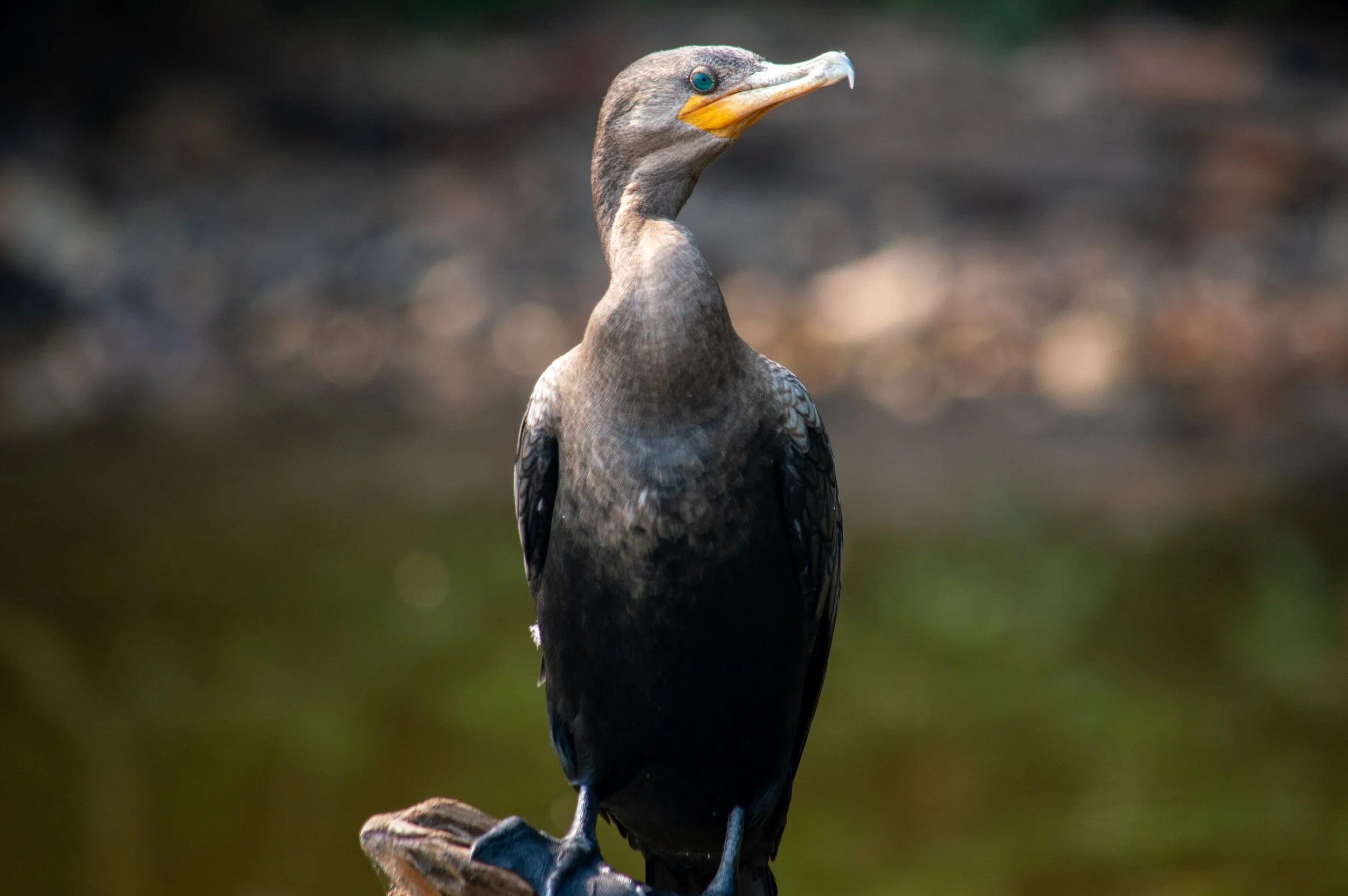 DSC_0174.jpg