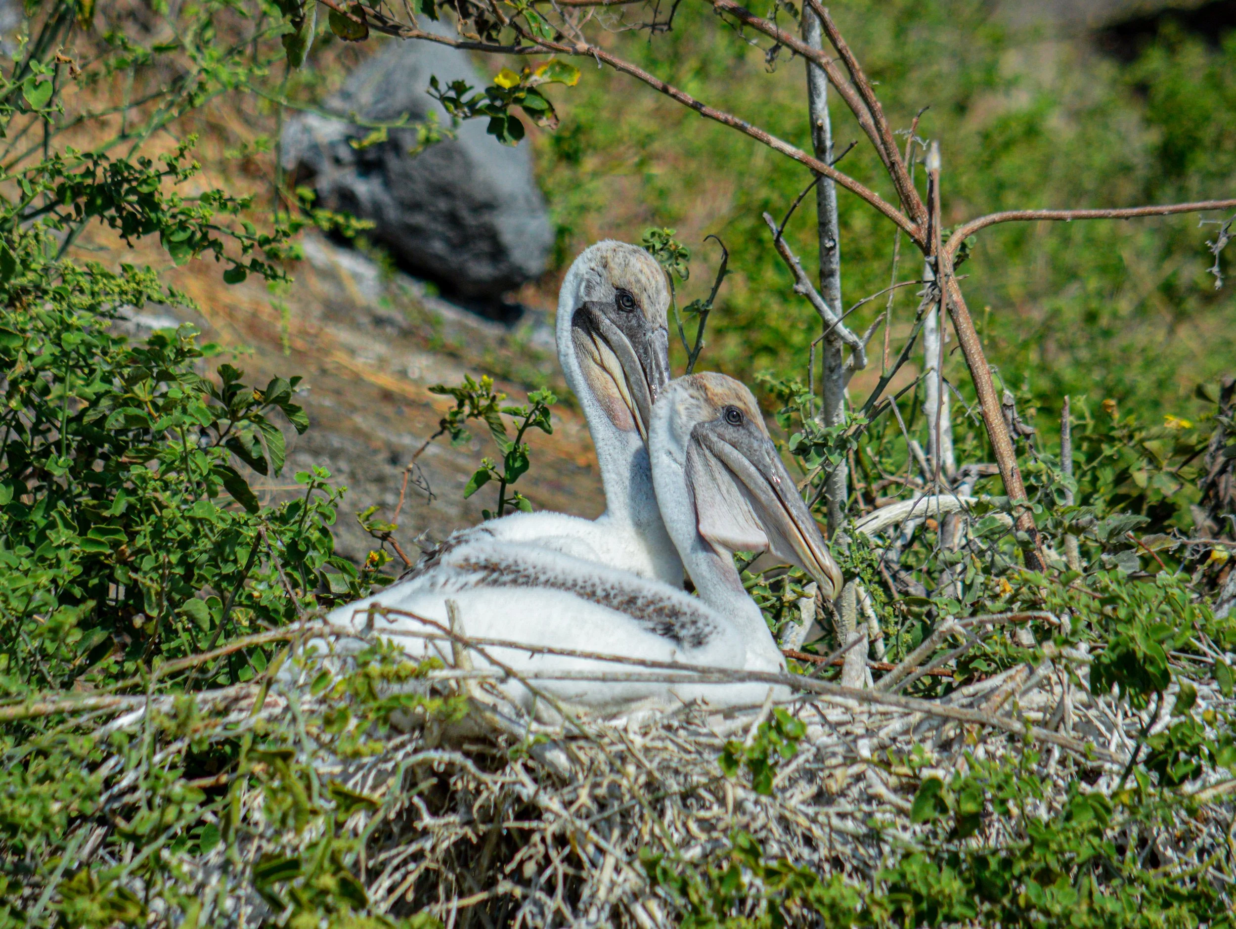 DSC_0319.jpg