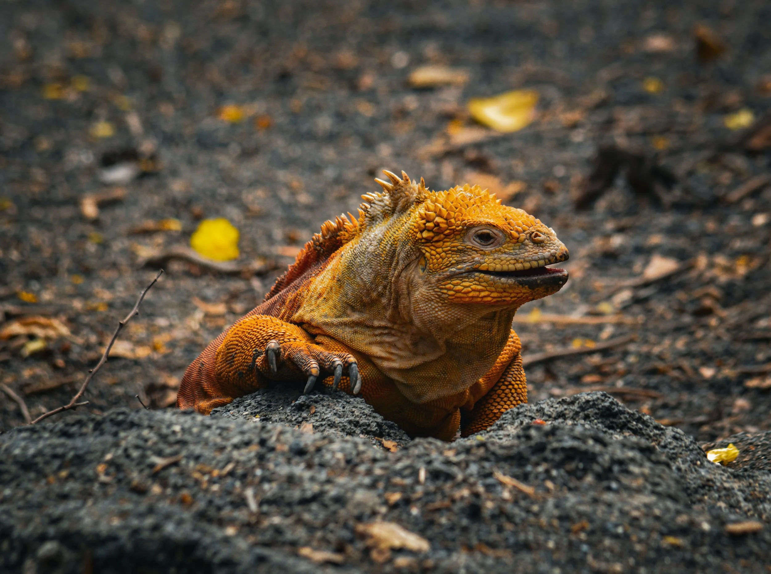 DSC_0268.jpg