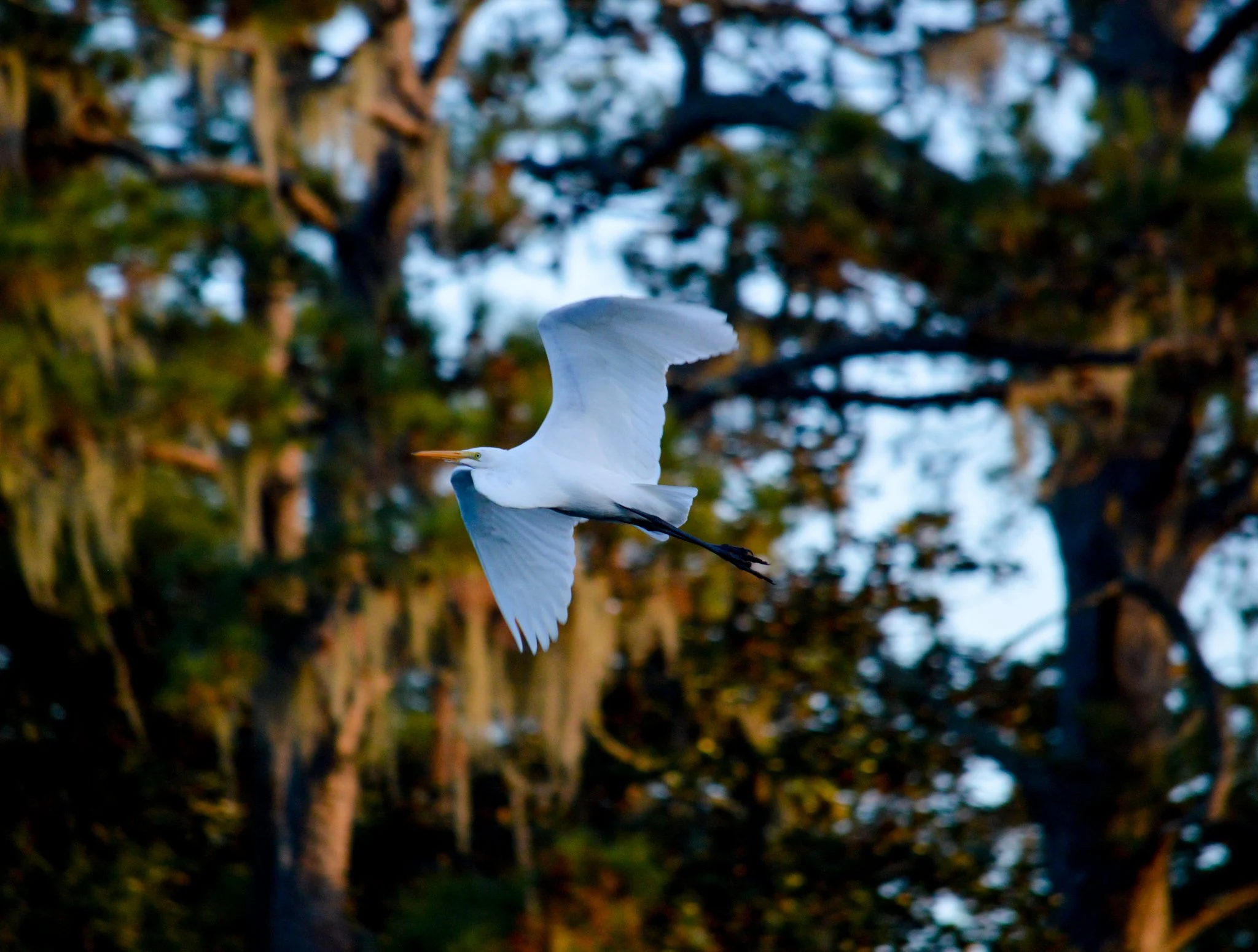 DSC_0514.jpg