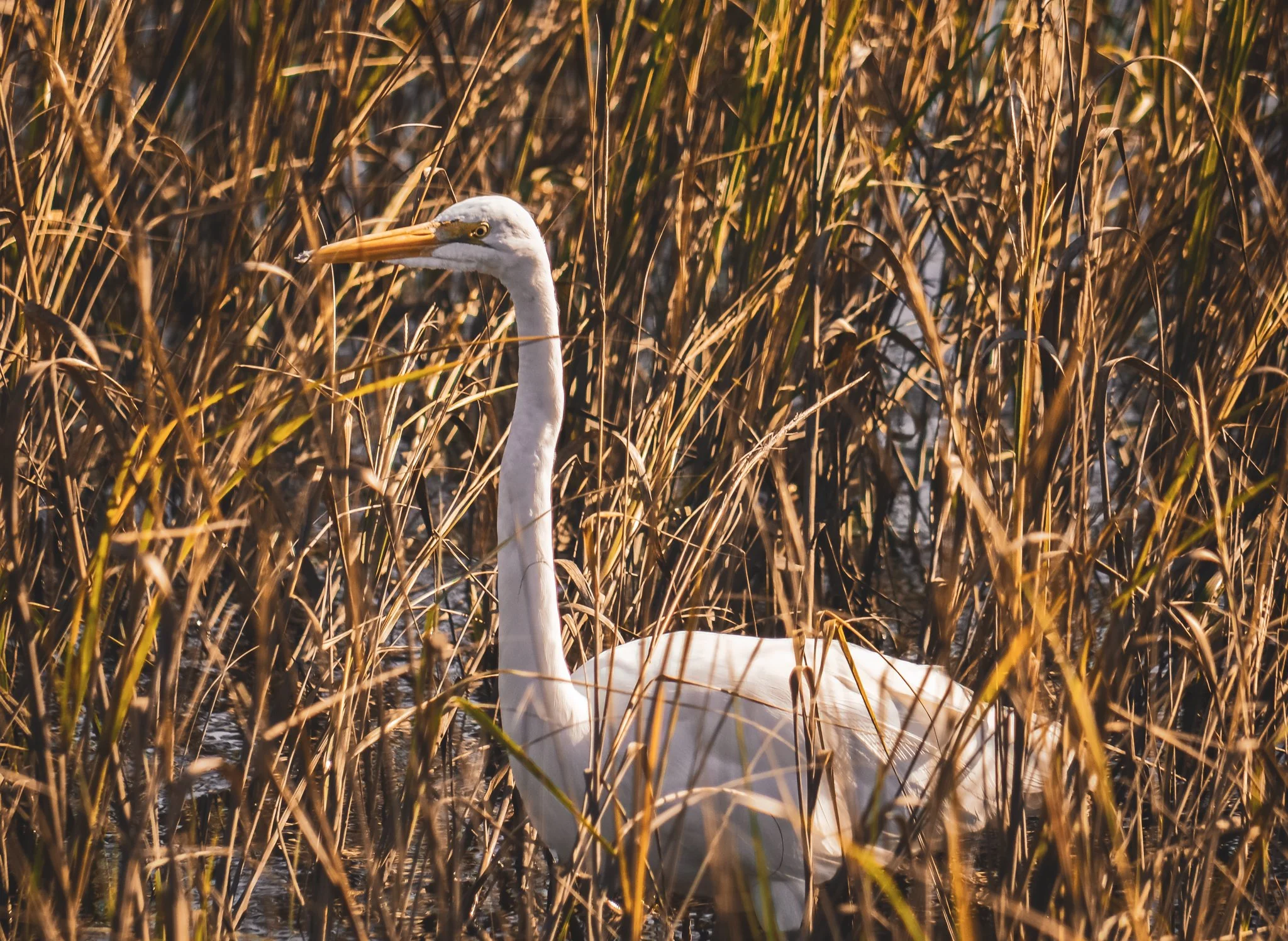 DSC_0041.jpg