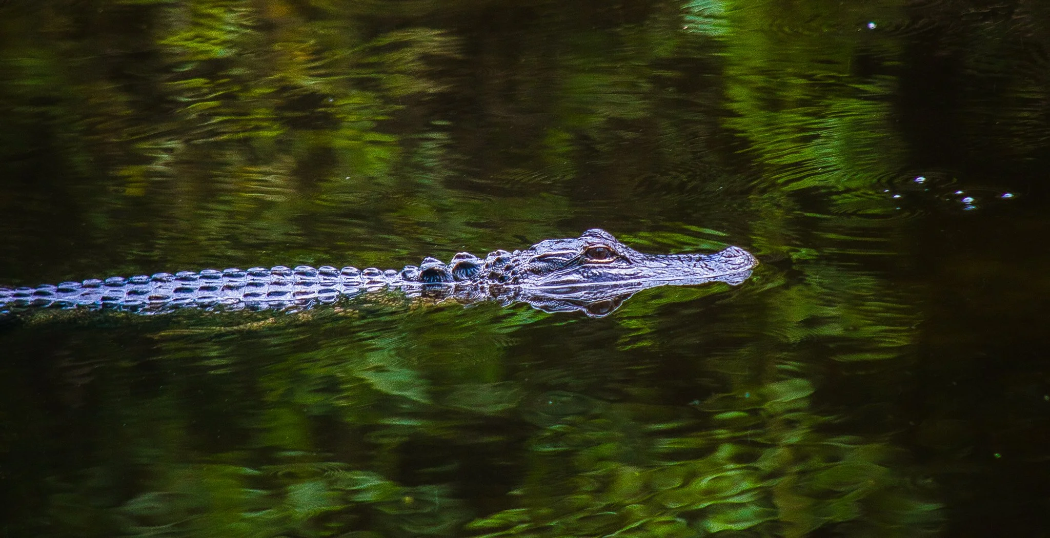 DSC_0086.jpg