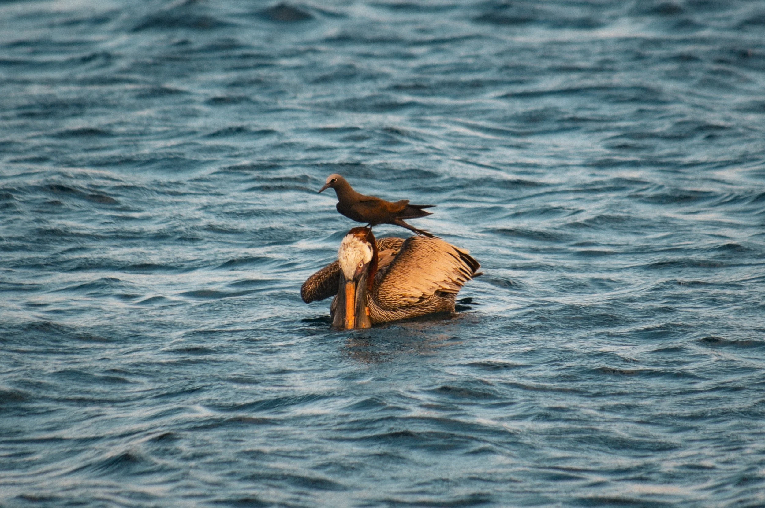 DSC_0830.jpg