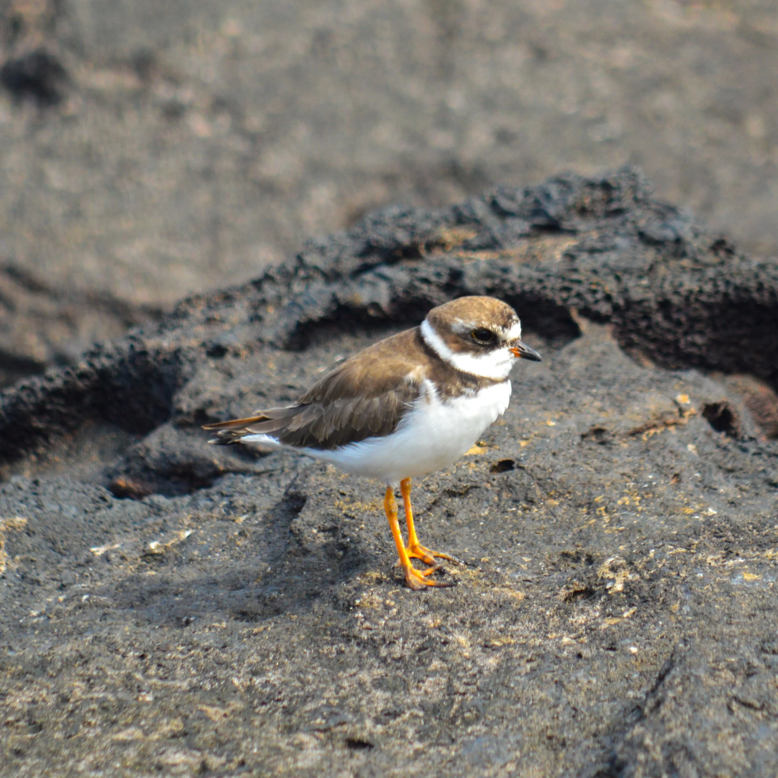 DSC_0748 2.jpg