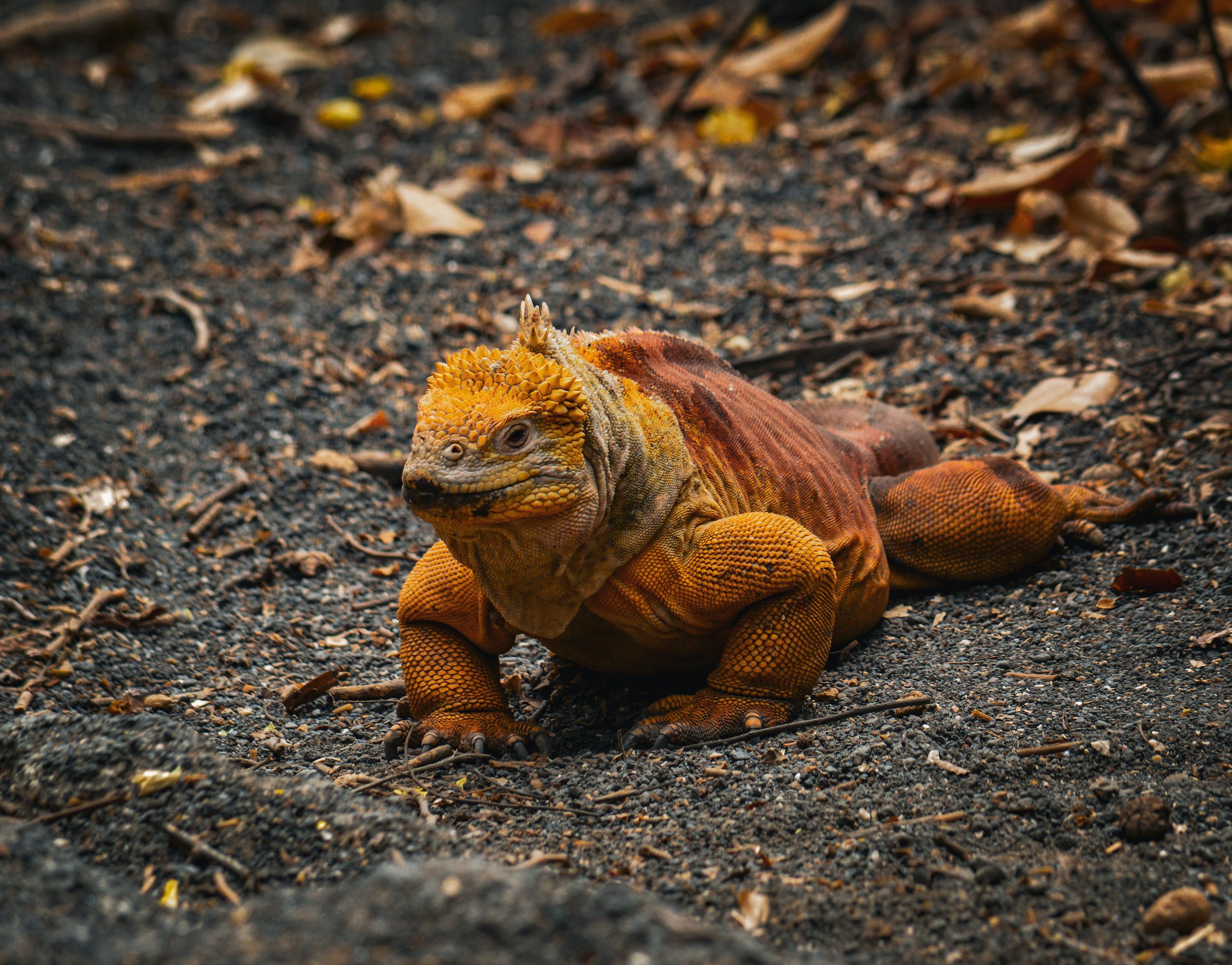 DSC_0260.jpg