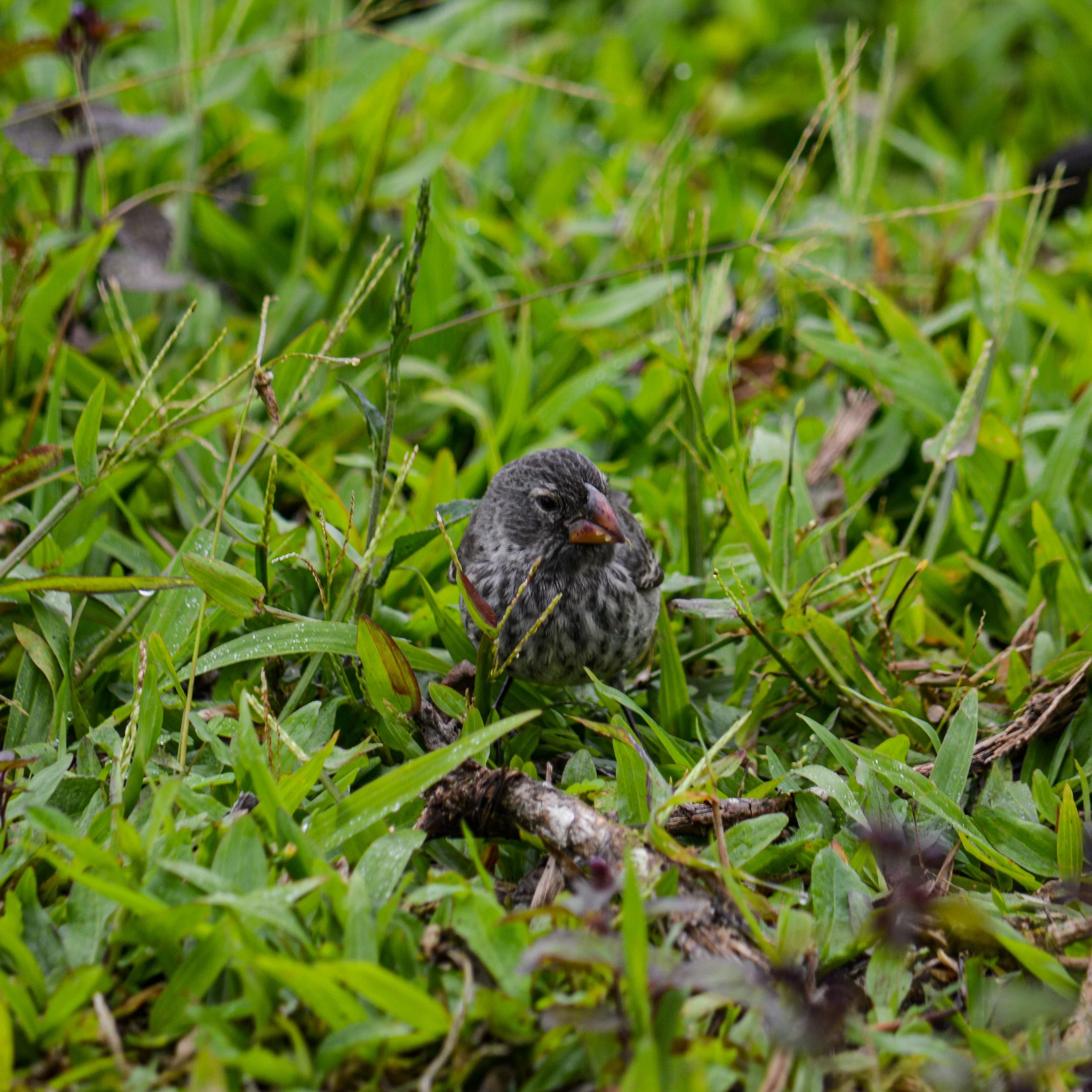 DSC_0986.jpg