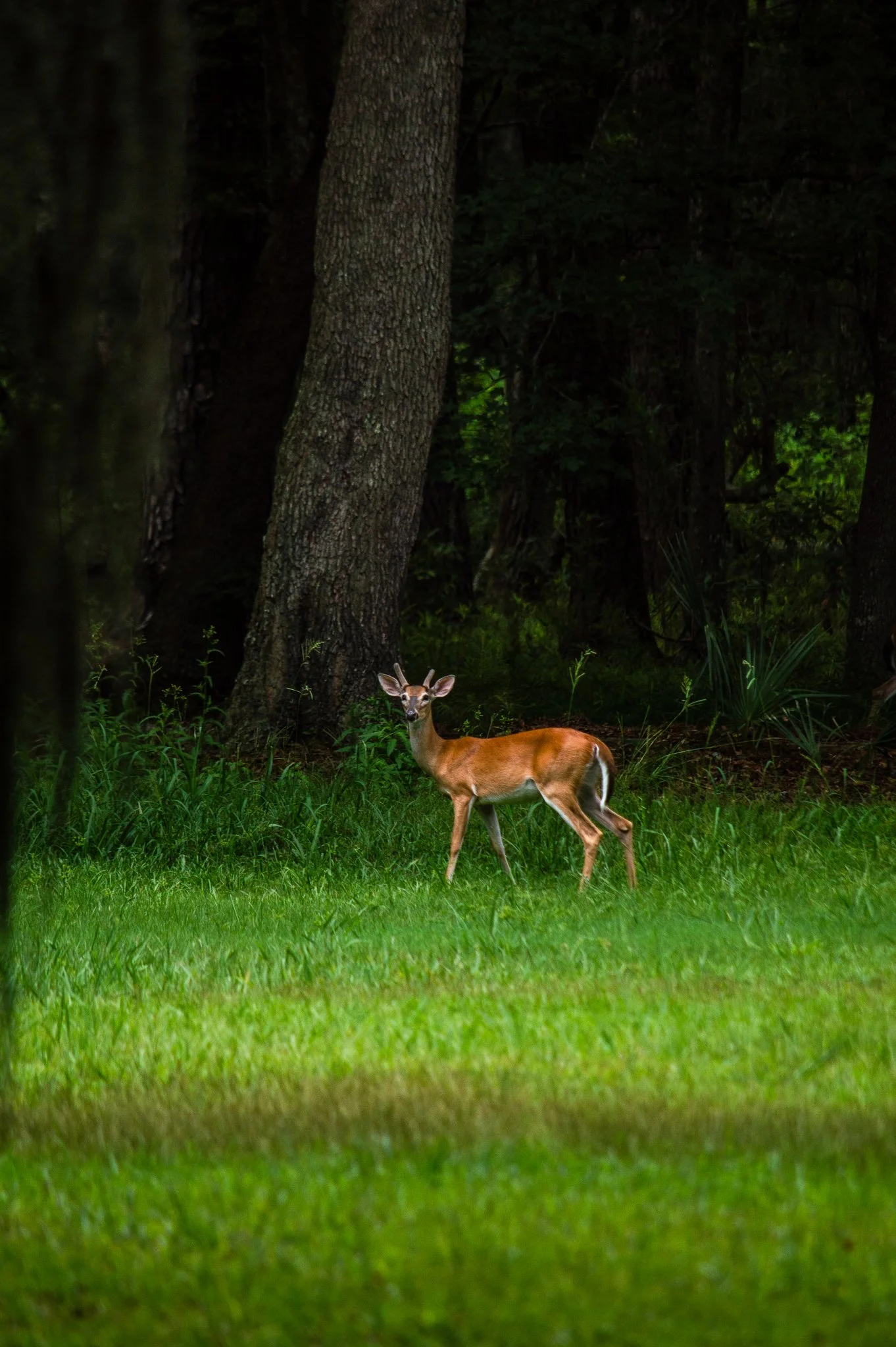 DSC_0155.jpg