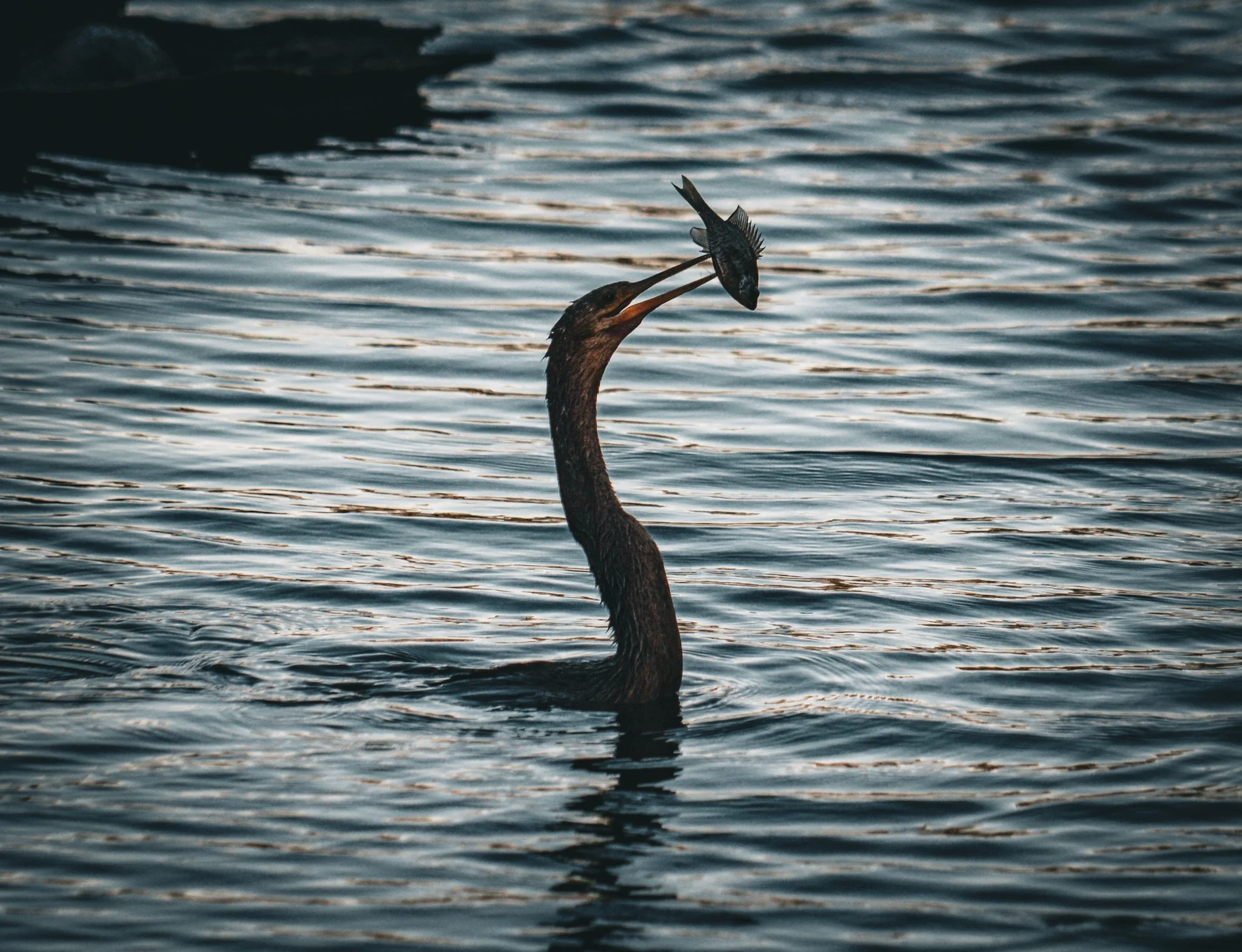 DSC_0217.jpg