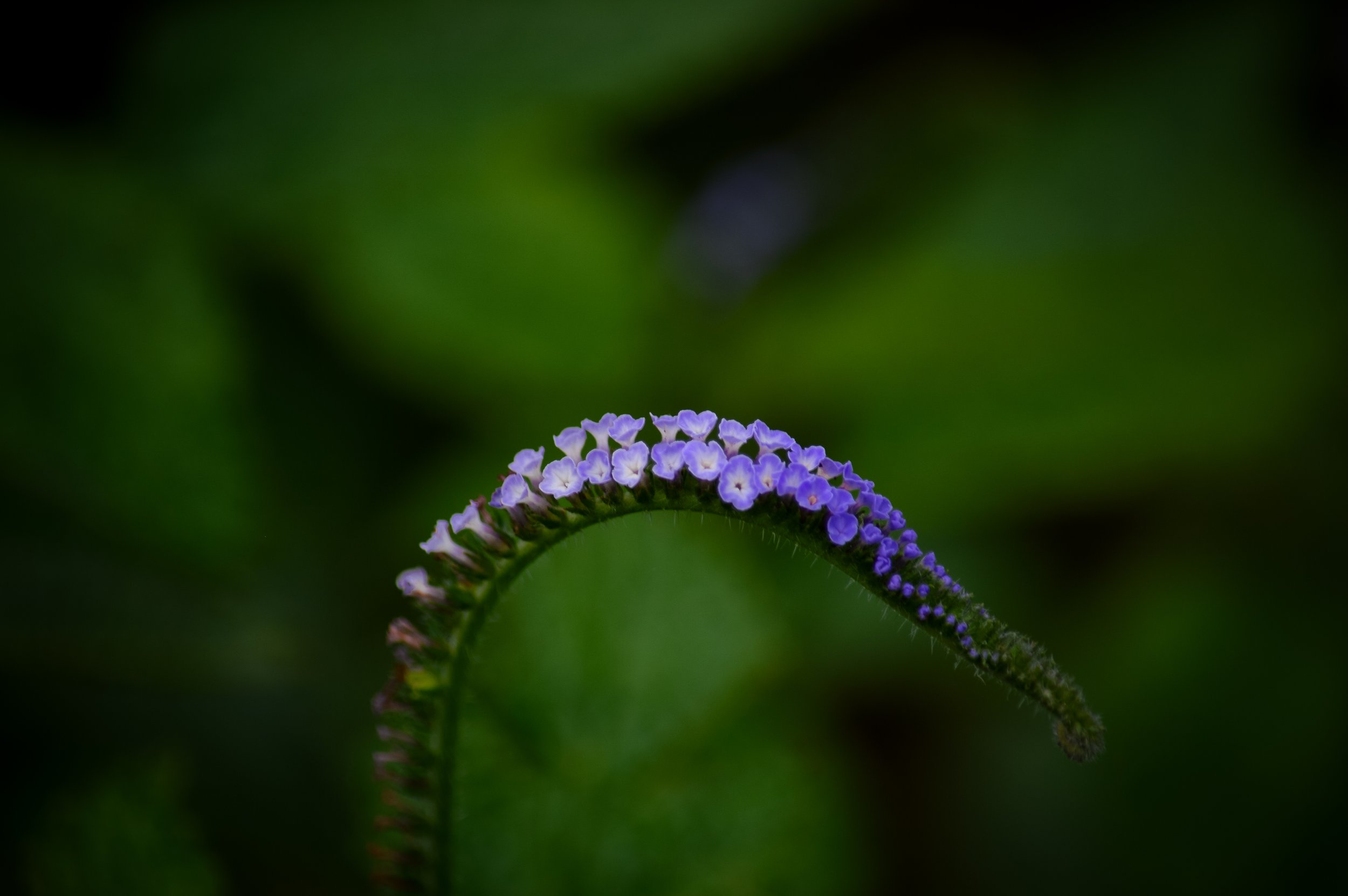DSC_1001.jpg