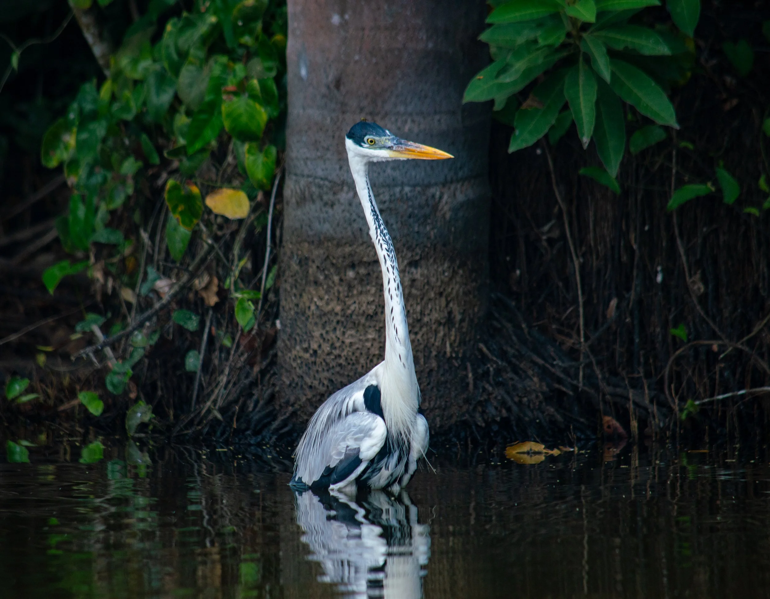 DSC_0074.jpg