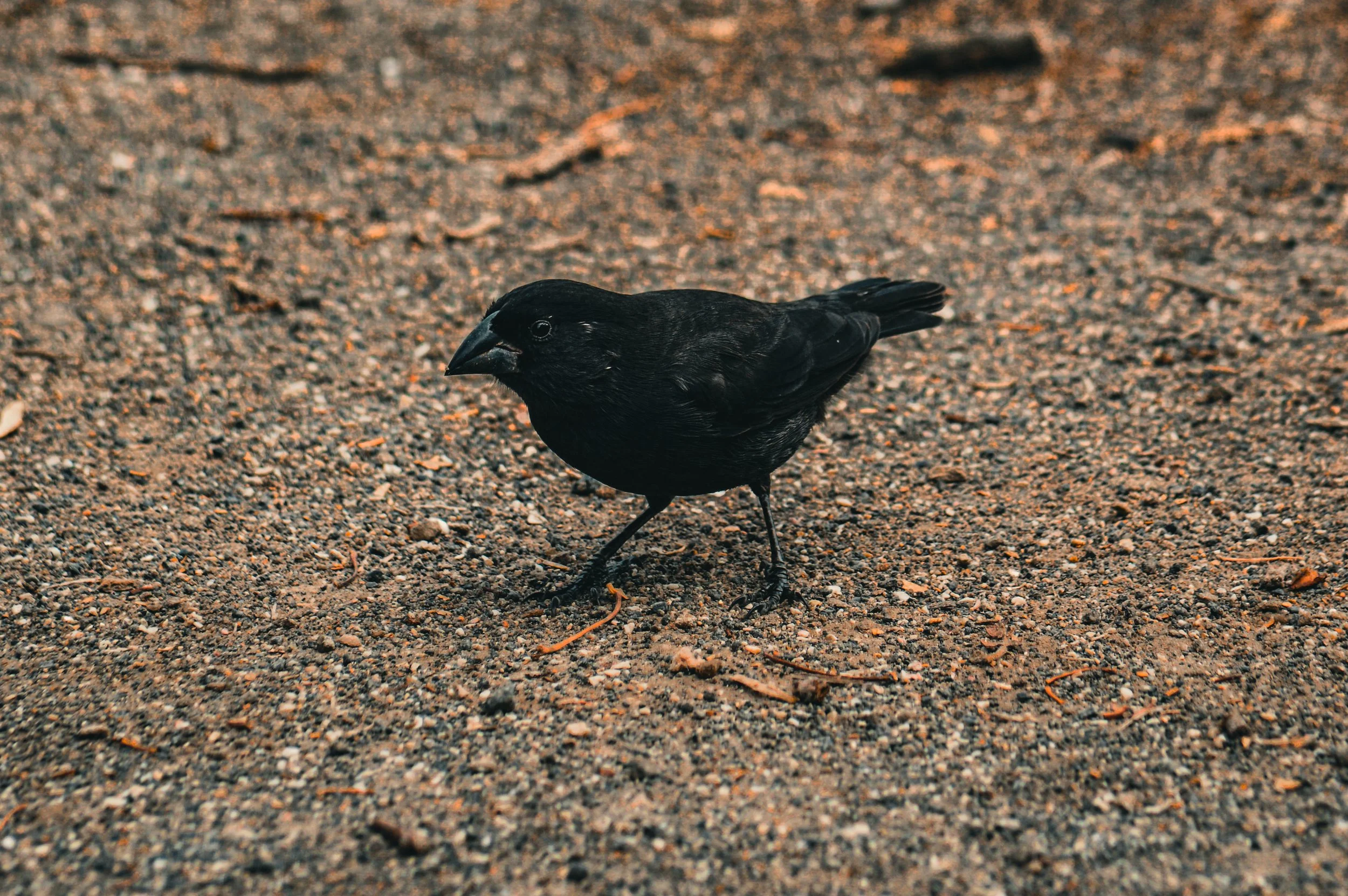 DSC_0176.jpeg