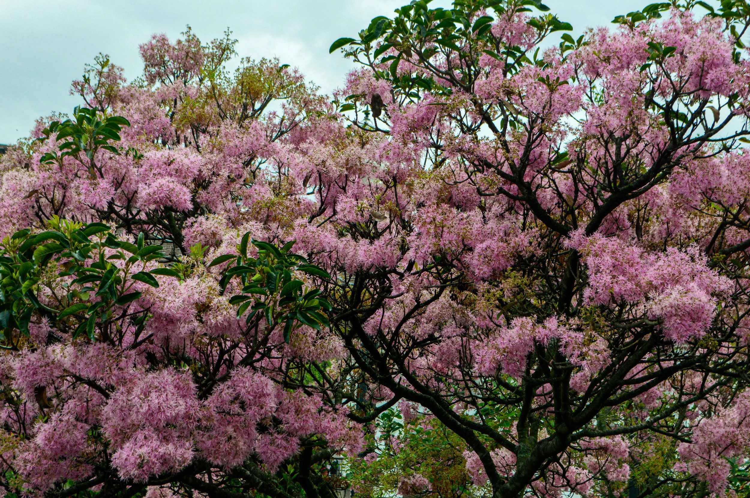 DSC_0427.jpg