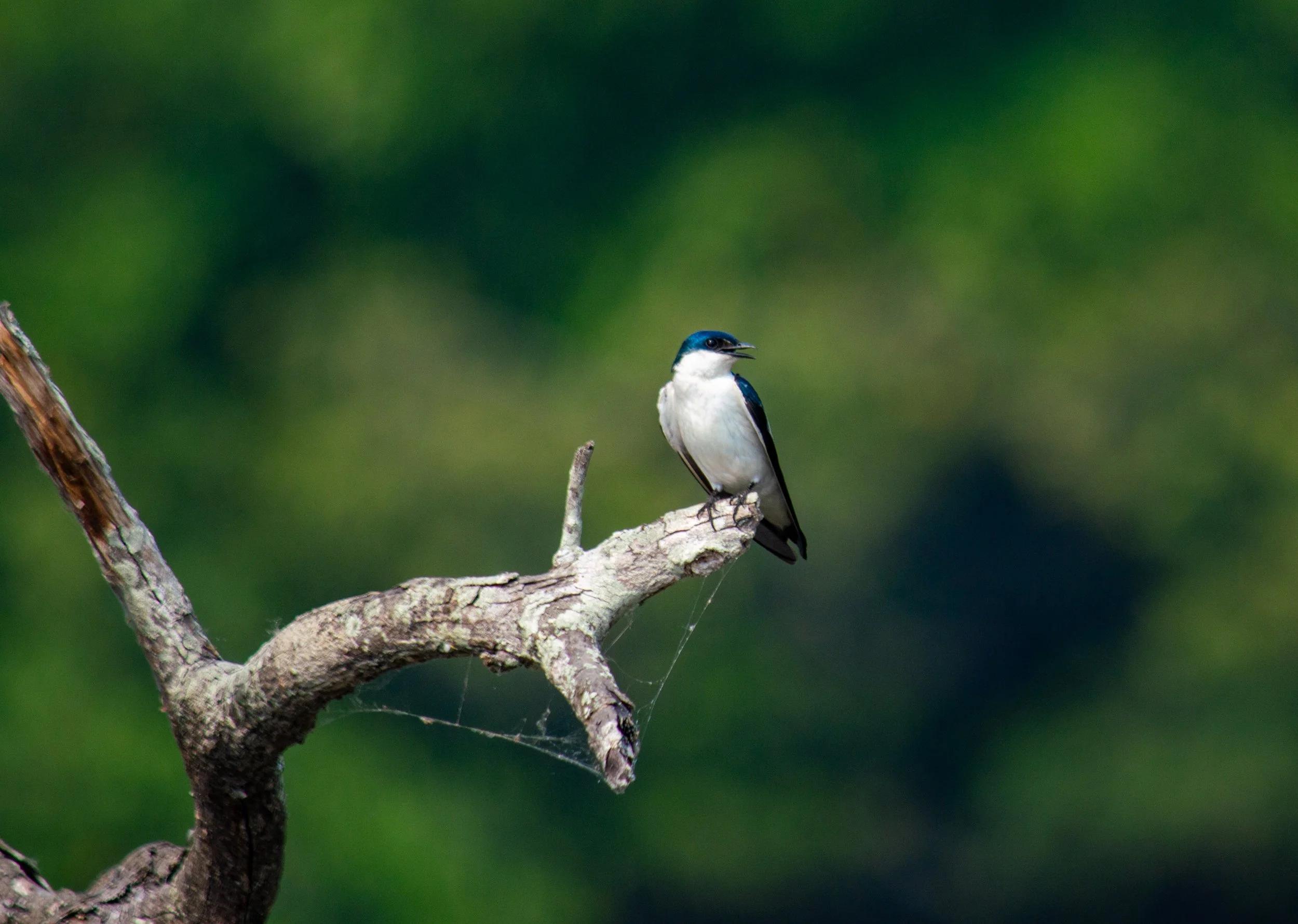 DSC_0206.jpg