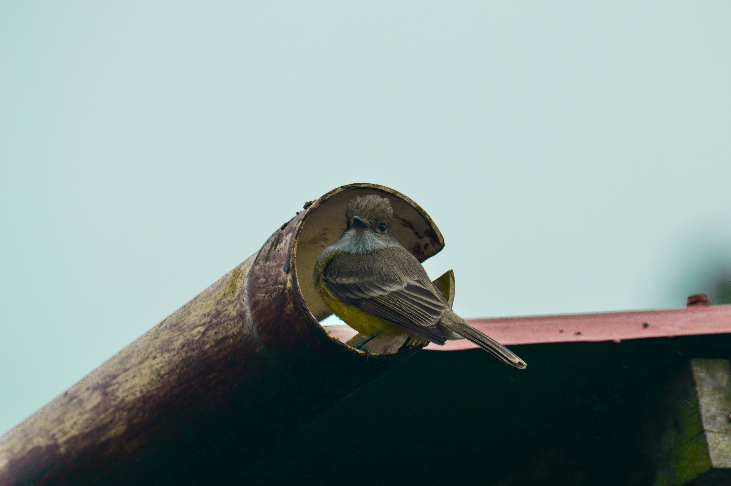 DSC_0911.jpg