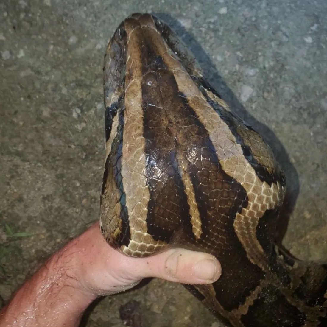 Close-up of a Burmese python being held above the ground