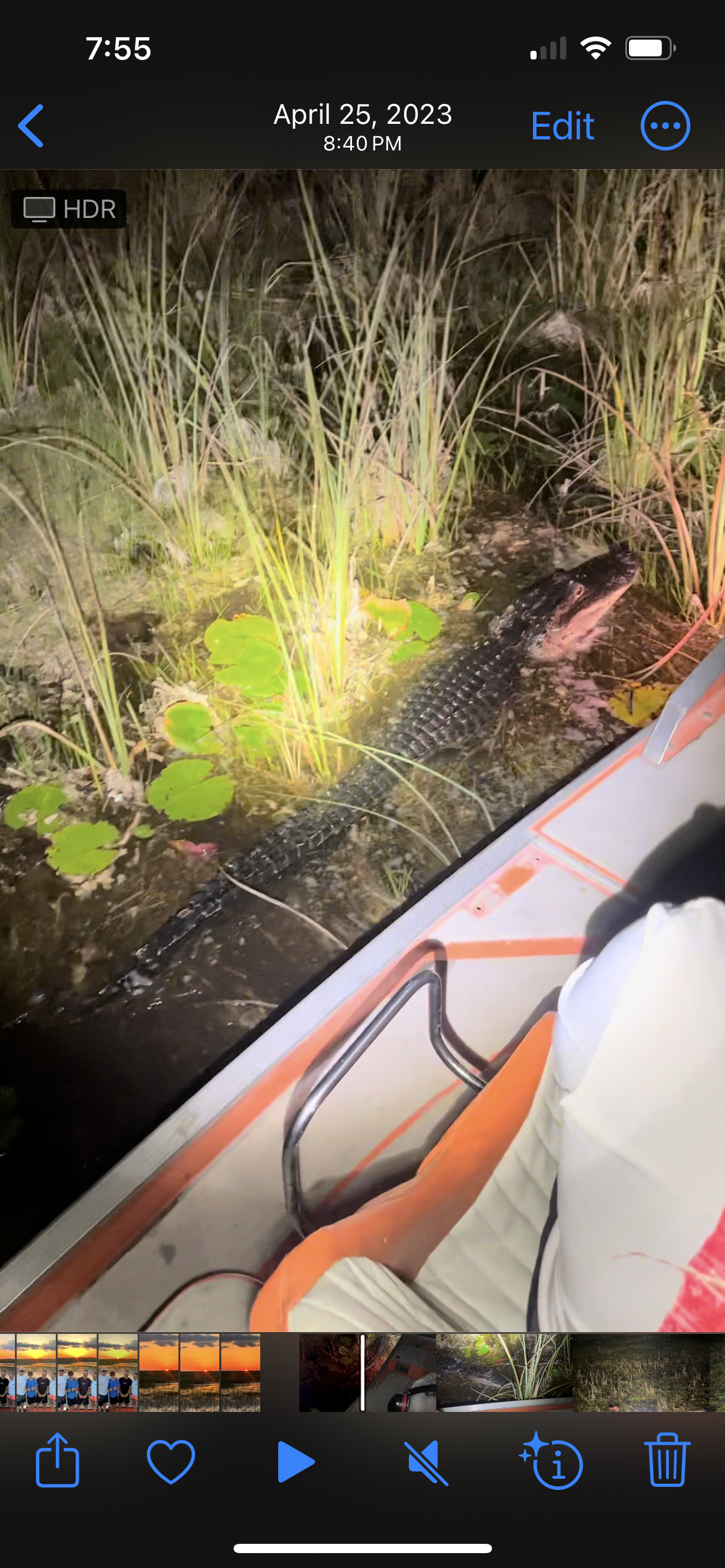 Alligator beside an Everglades waterway illuminated during a night airboat outing