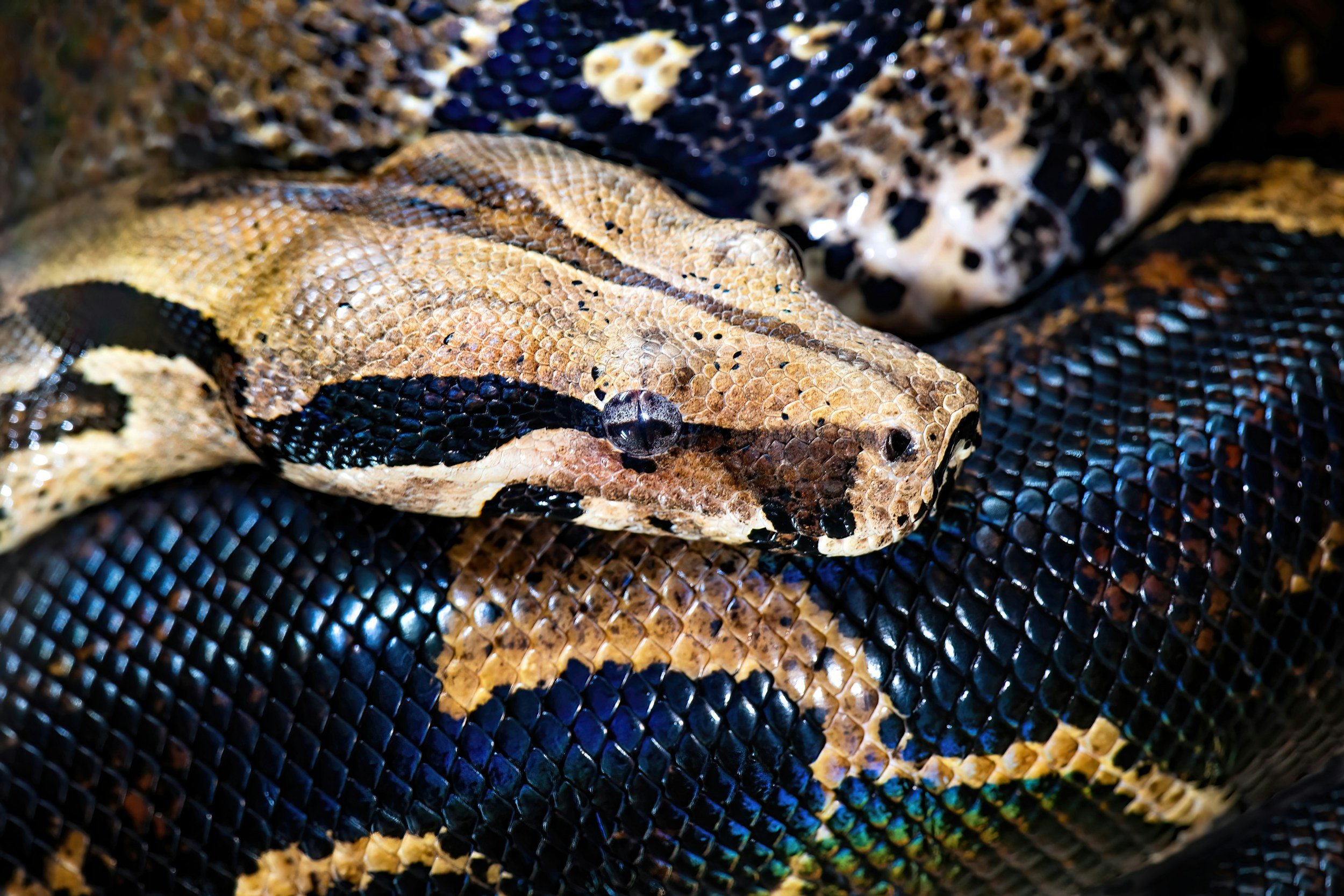 Close-up of the brown, tan and black markings on a Burmese python