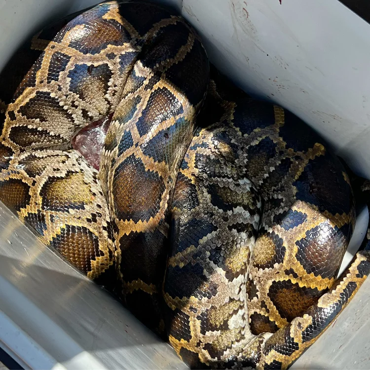 Burmese pythons collected during invasive species removal in Florida