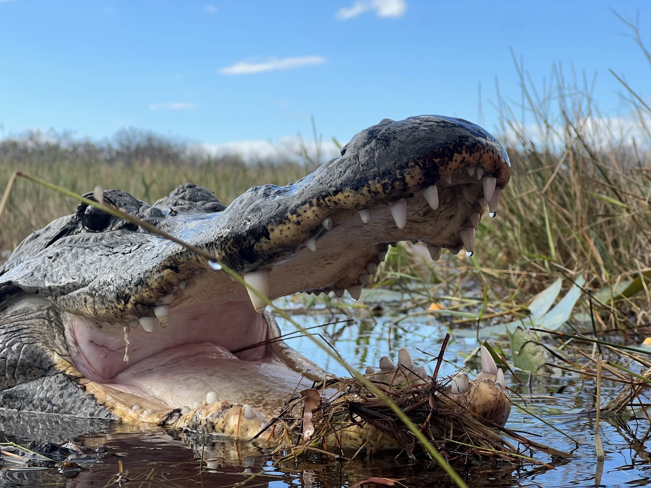 Close-up of an American alligator with its mouth open