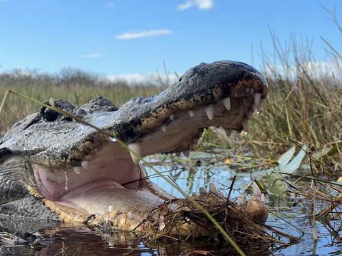 Close-up of an American alligator