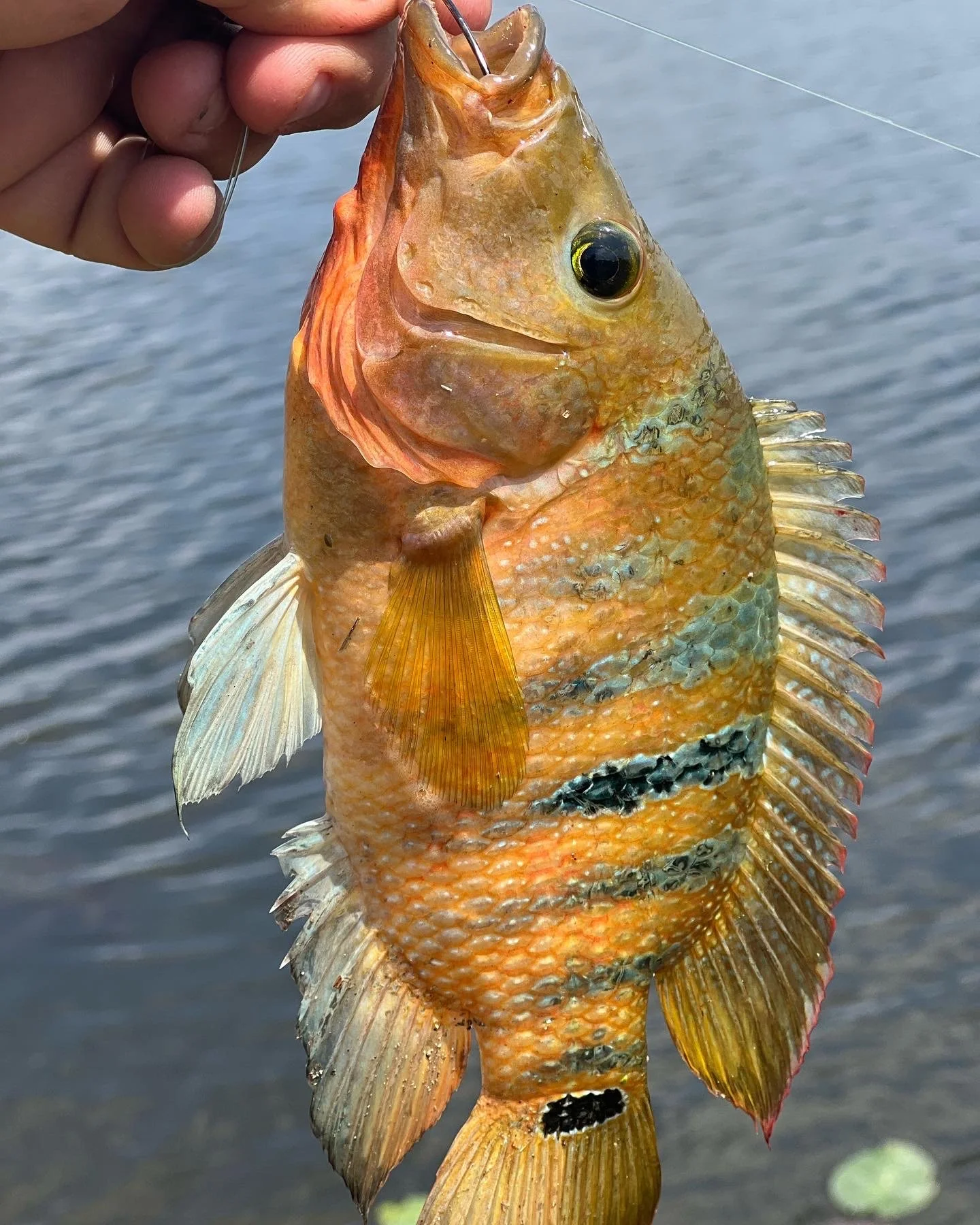 Close-up of a Mayan cichlid with orange and yellow markings held above the water