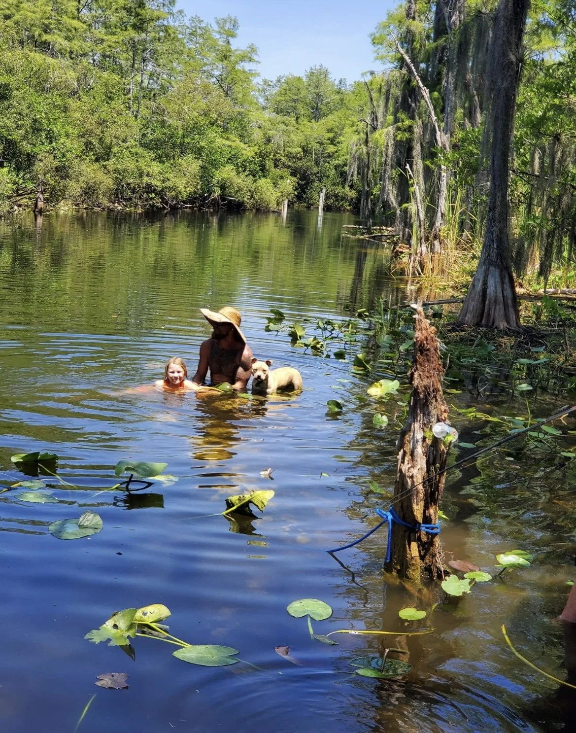 Person in wetland water holding an alligator among lily pads