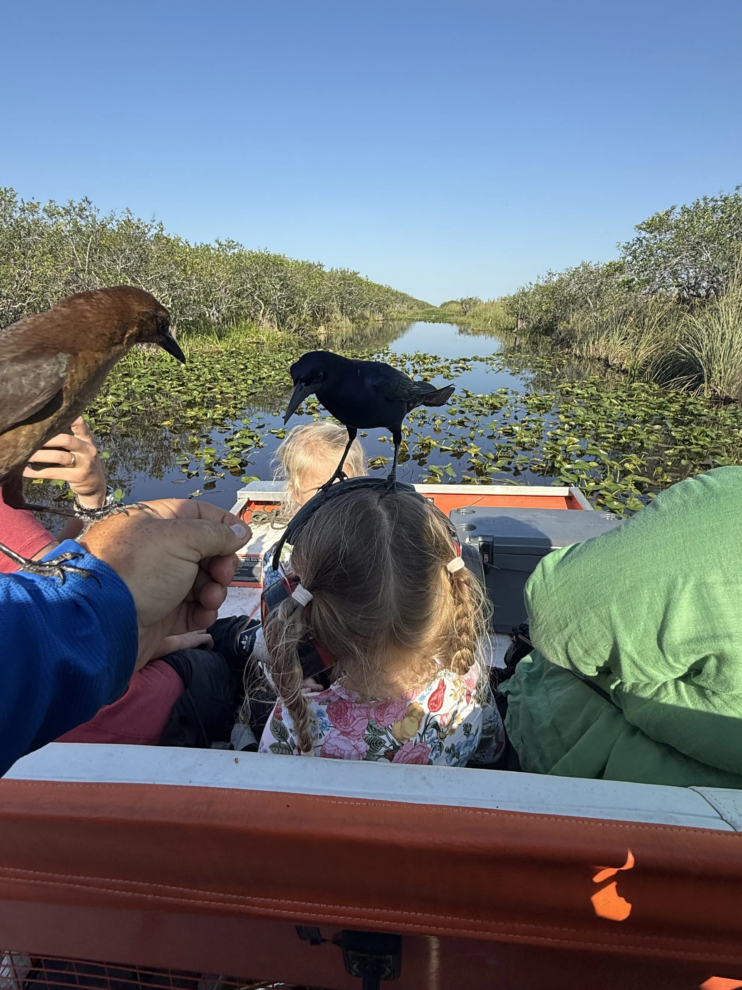 Family aboard an Everglades airboat with birds nearby