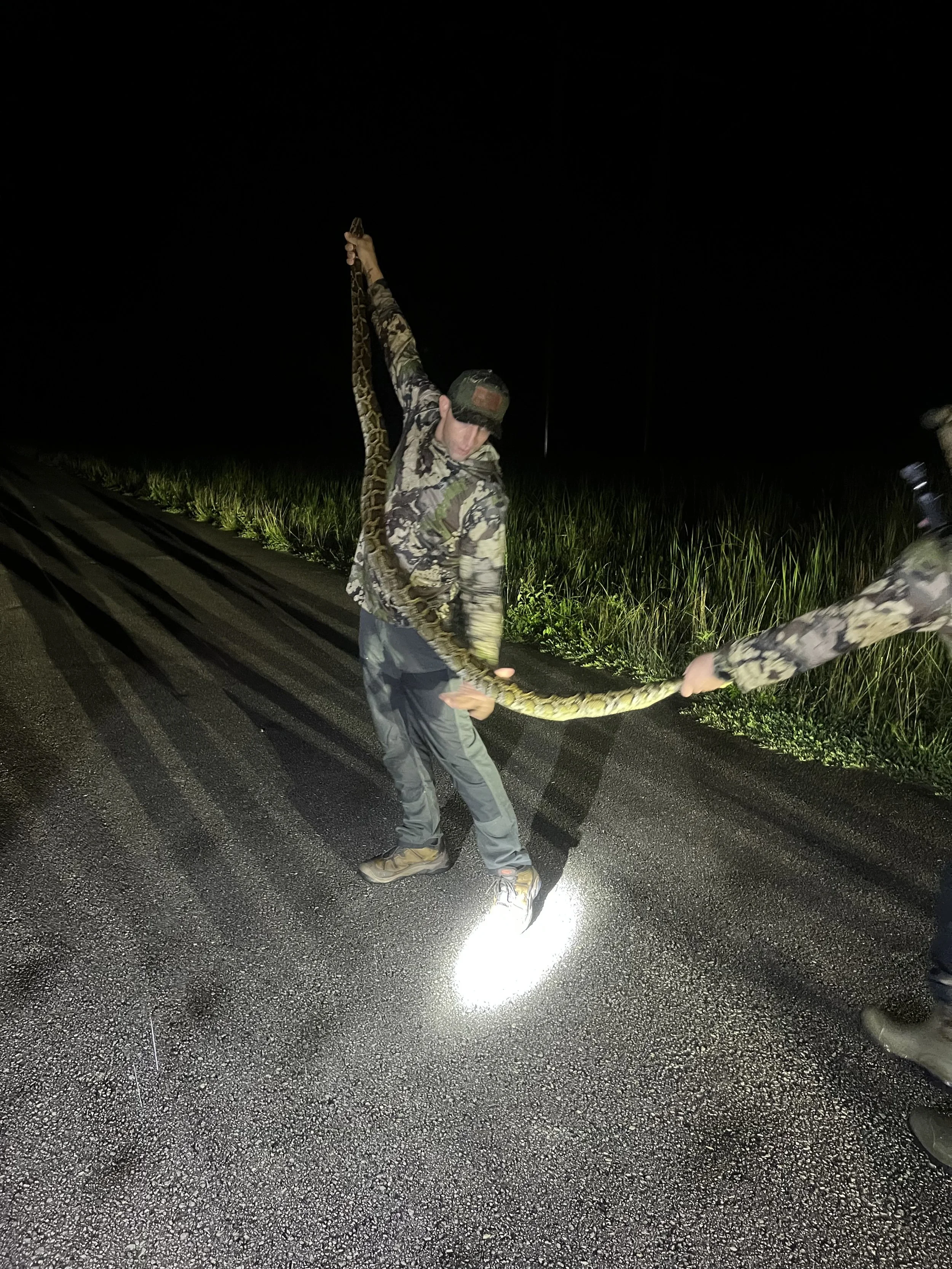 Two participants handling a Burmese python on an Everglades road at night