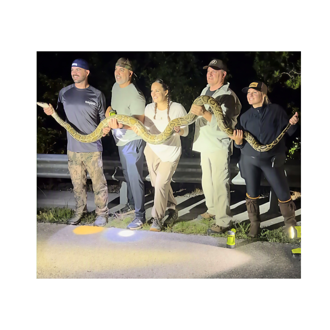 Five people holding a large Burmese python during a nighttime Everglades outing