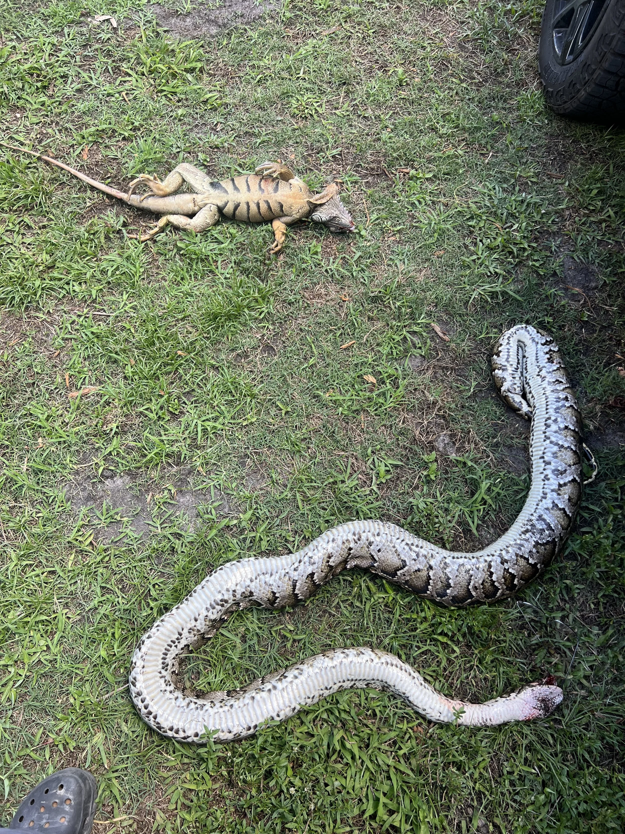 Green iguana beside a Burmese python on grass during a Florida invasive-species outing