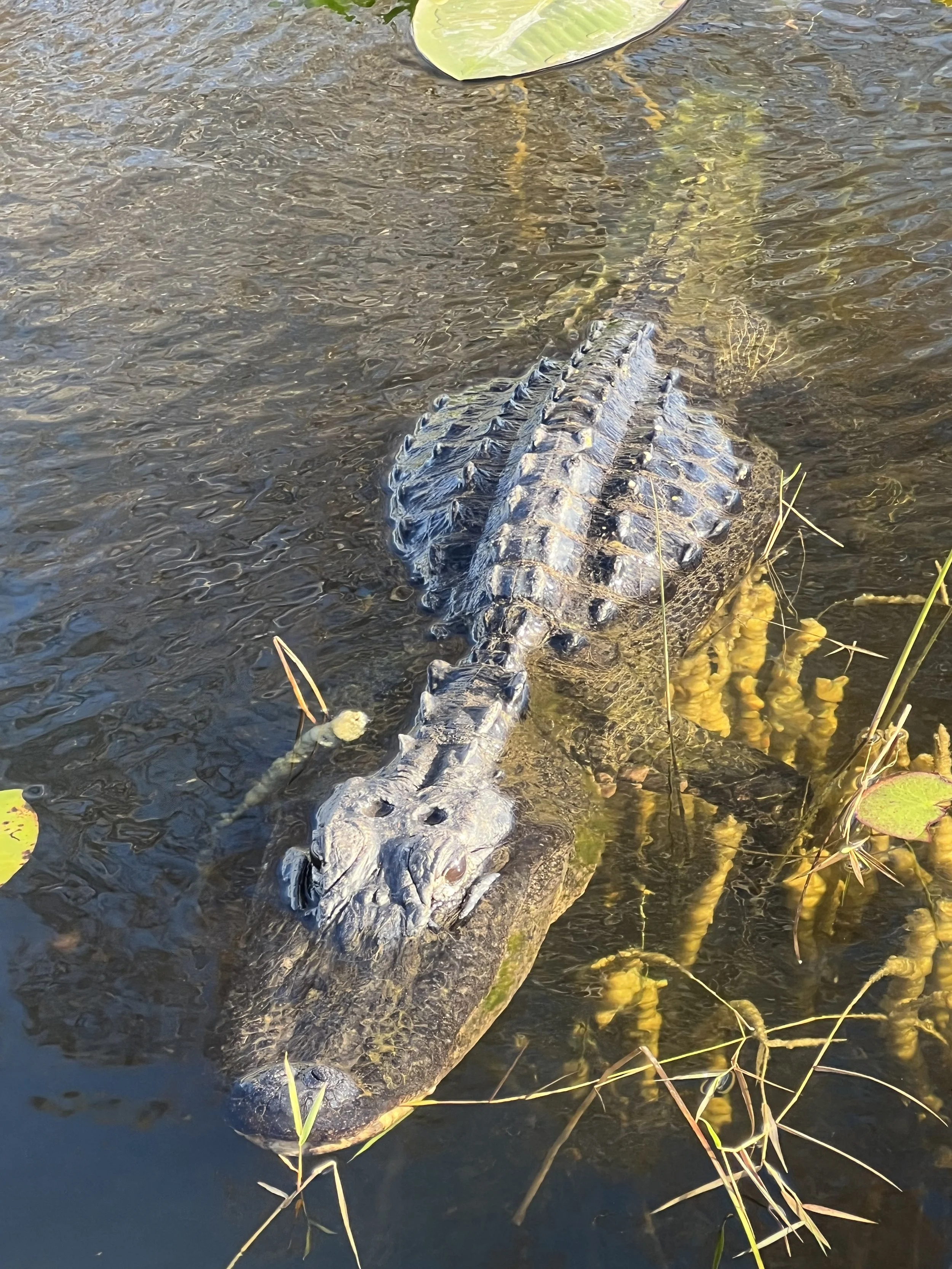American alligator in Everglades wetland water