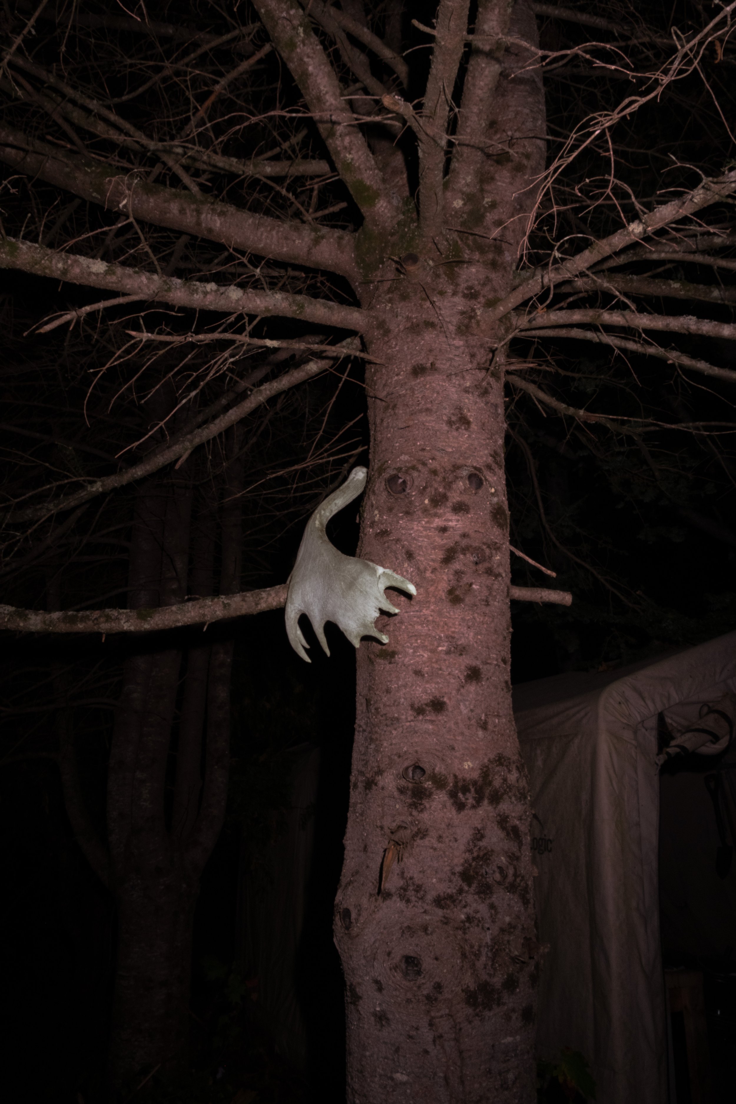 Antler.jpg