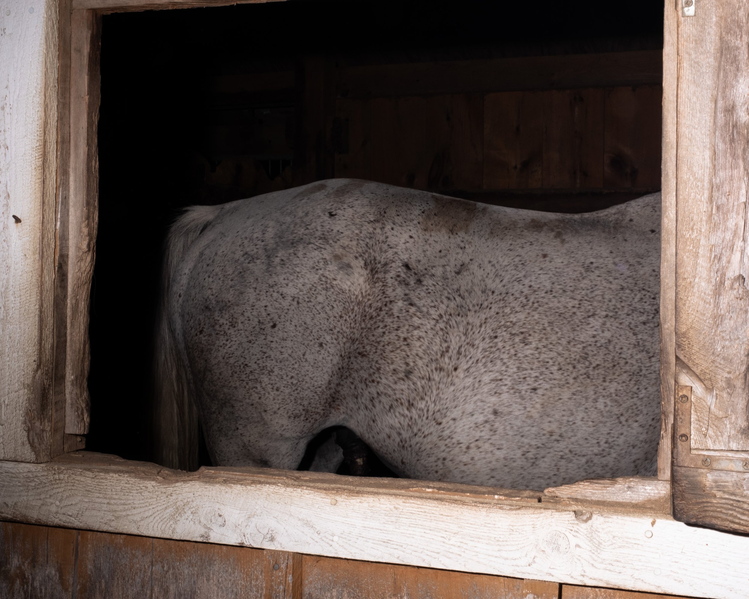 HorseColor.jpg