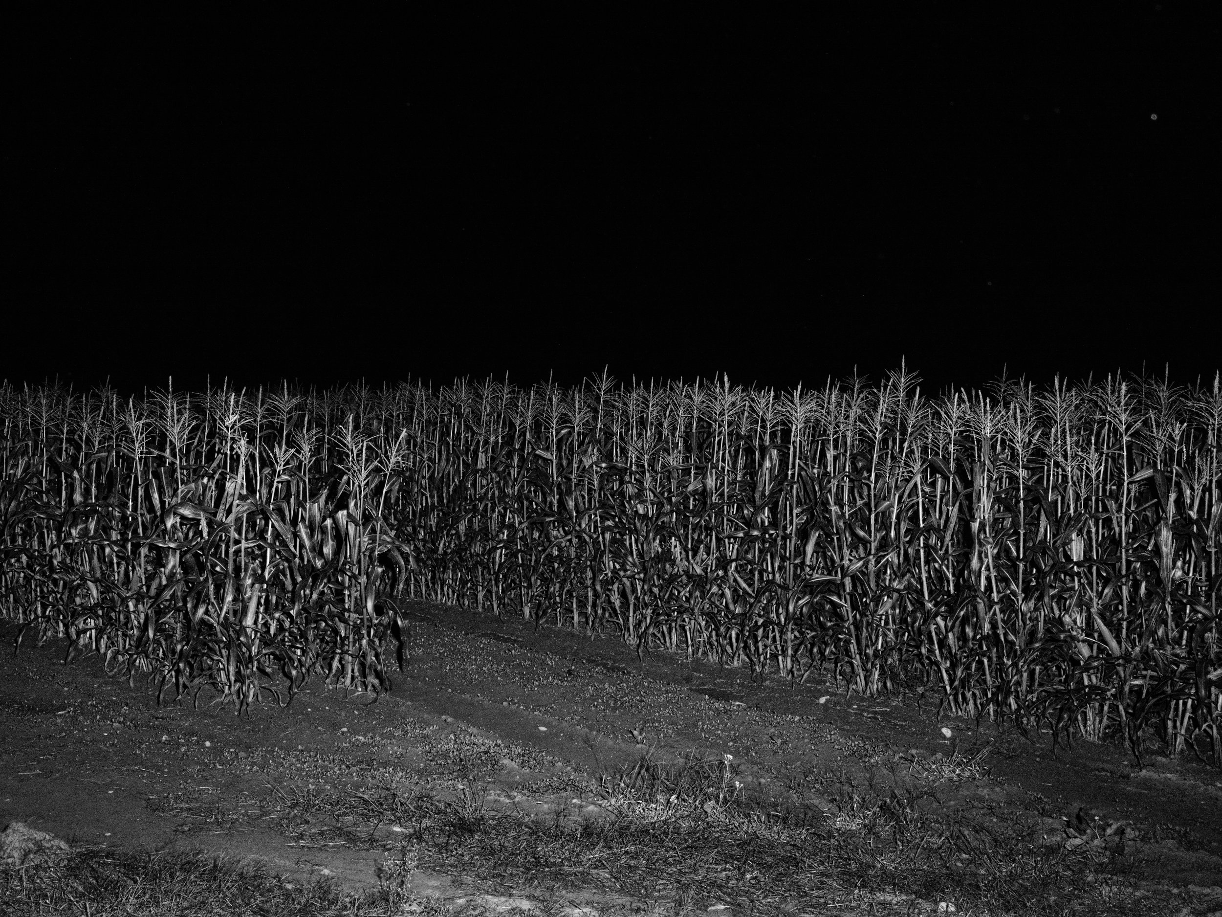 04RyerSpann-Itsmymazeyoucantakeawalk.jpg