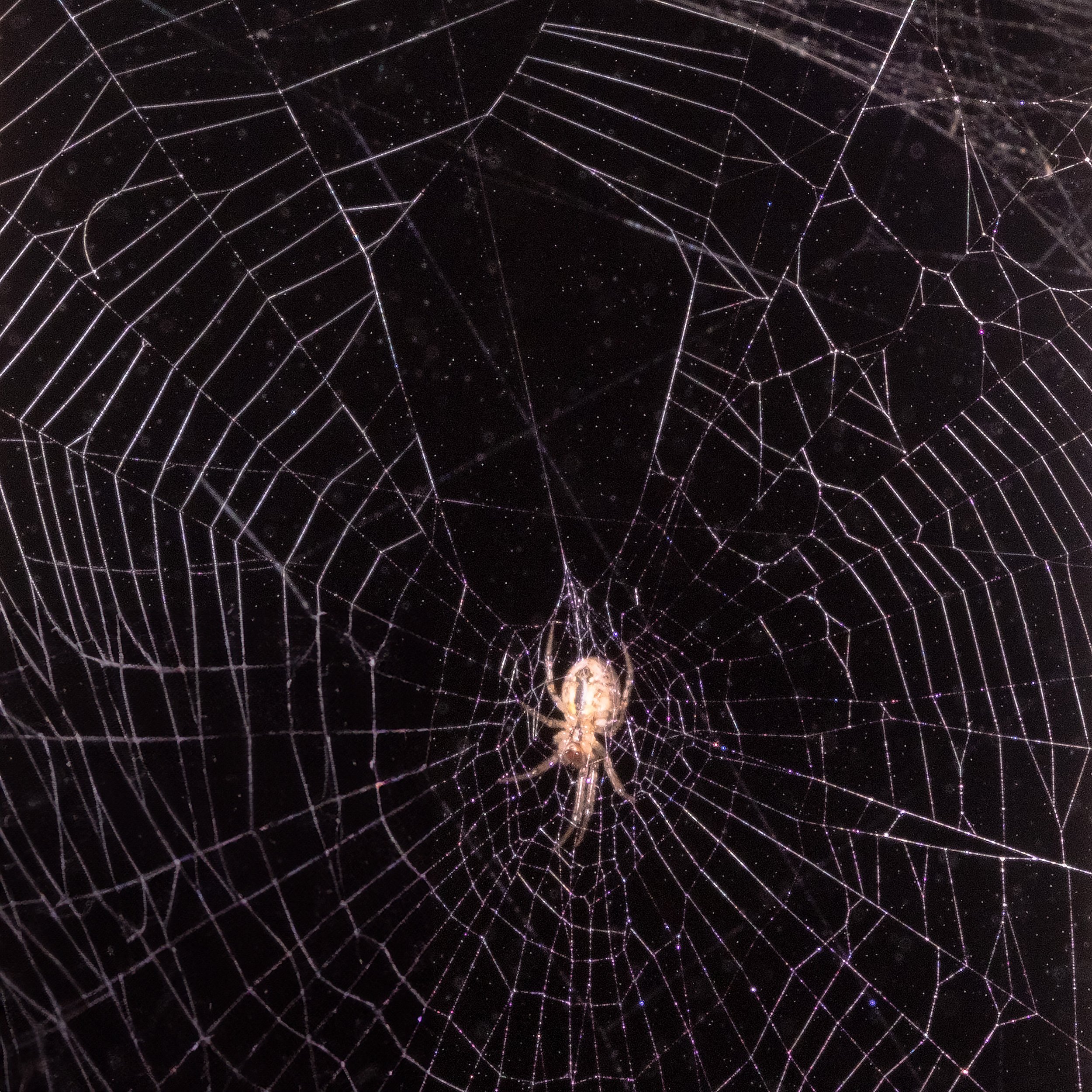 MichaelImperioliSpider.jpg
