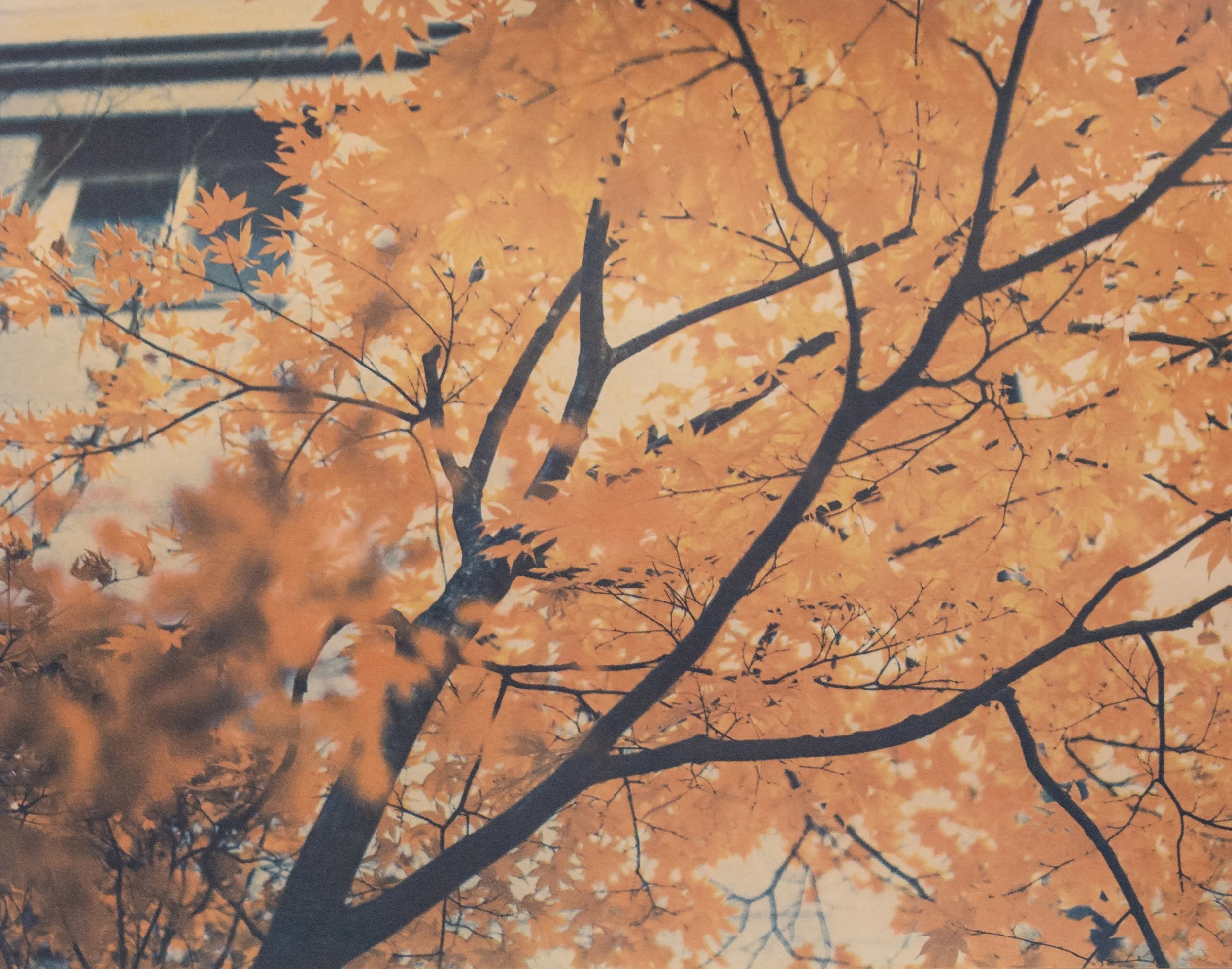 Rebecca Jinyoung Park_Autumn Above_2026.jpg