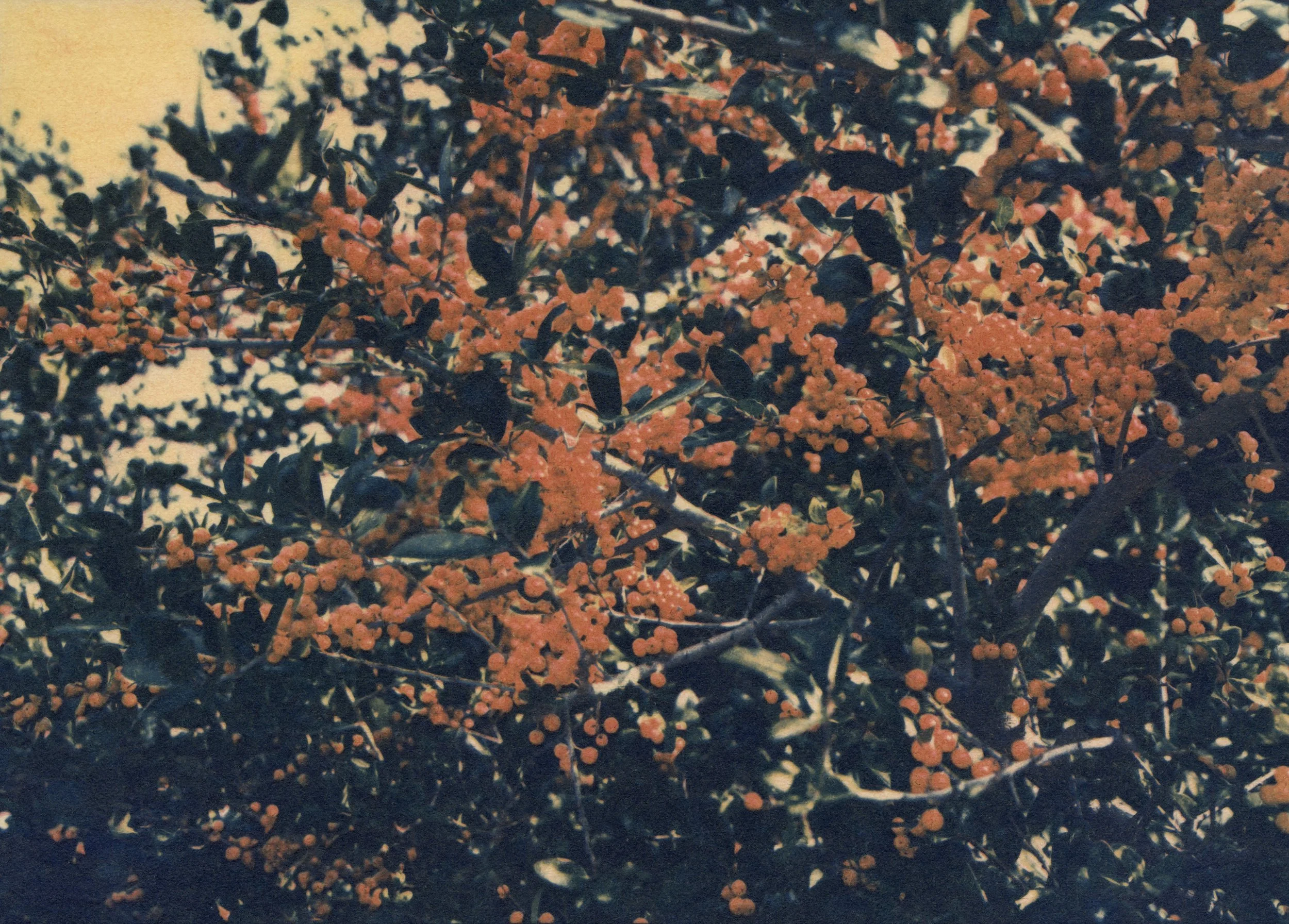 Rebecca Jinyoung_Park_Winterberry_2025.jpg