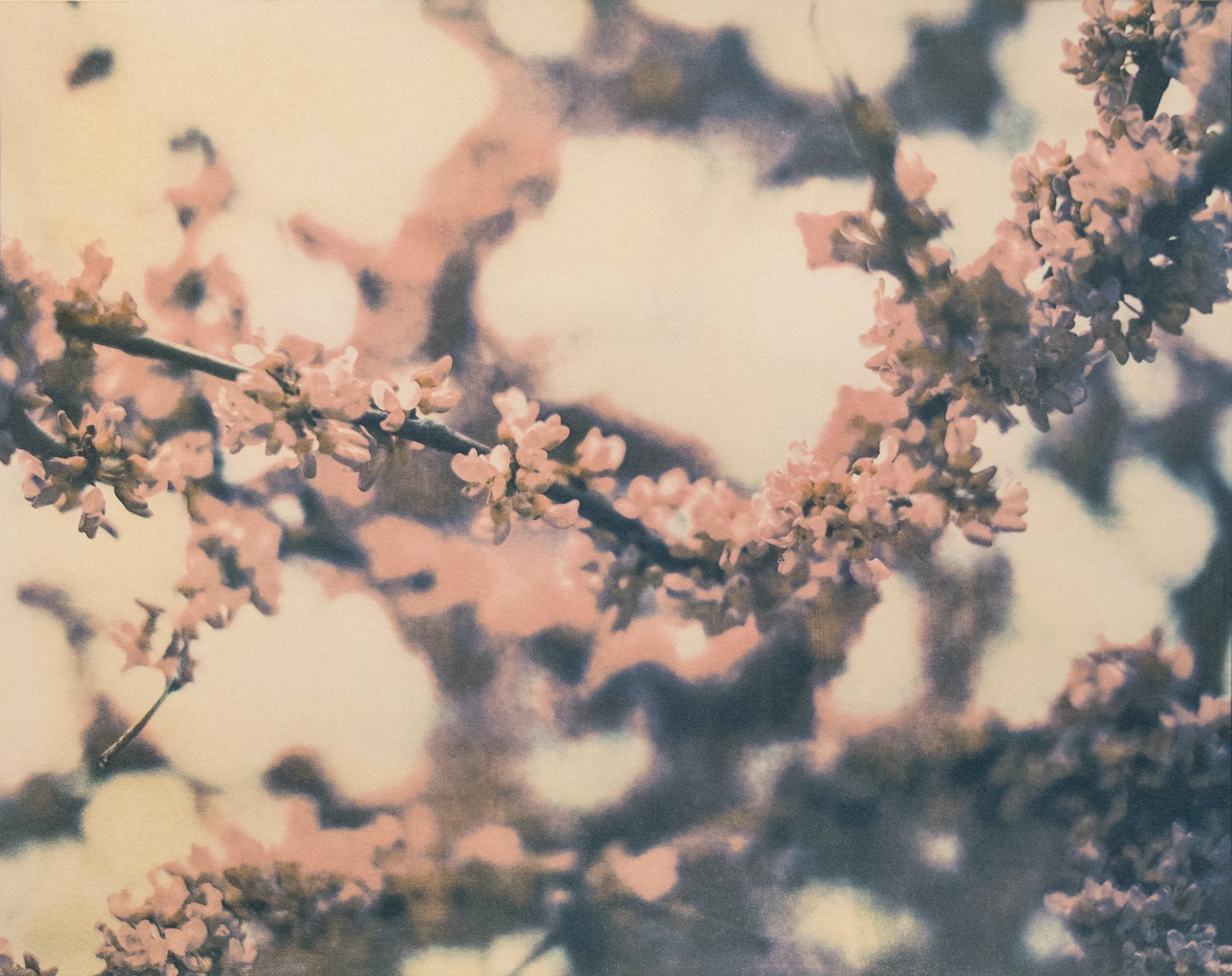 Rebecca Jinyoung Park_Pink Blossom_2026.jpg